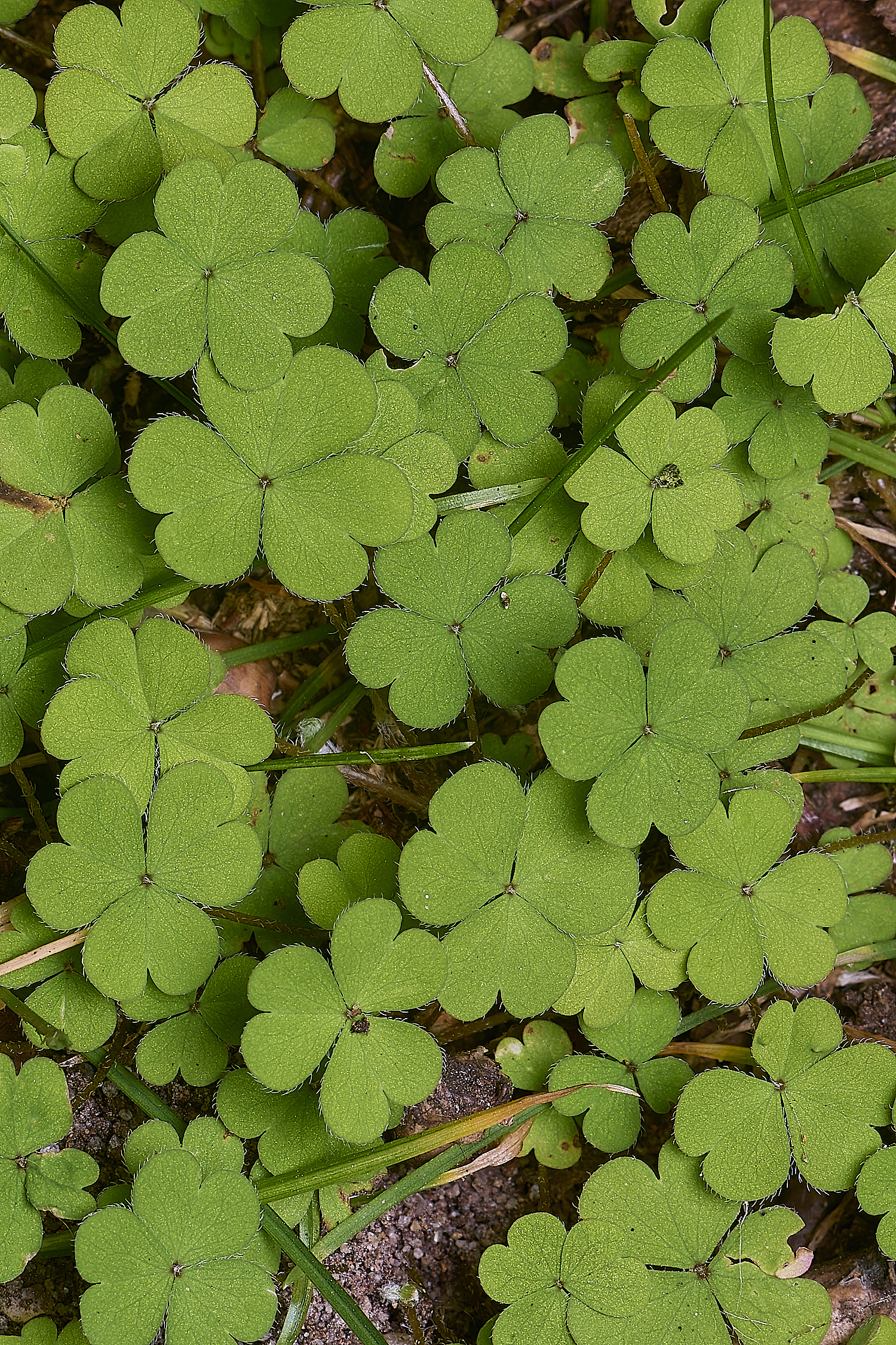 MarshamHeathOxaliscorniculata280625-2-NEF-