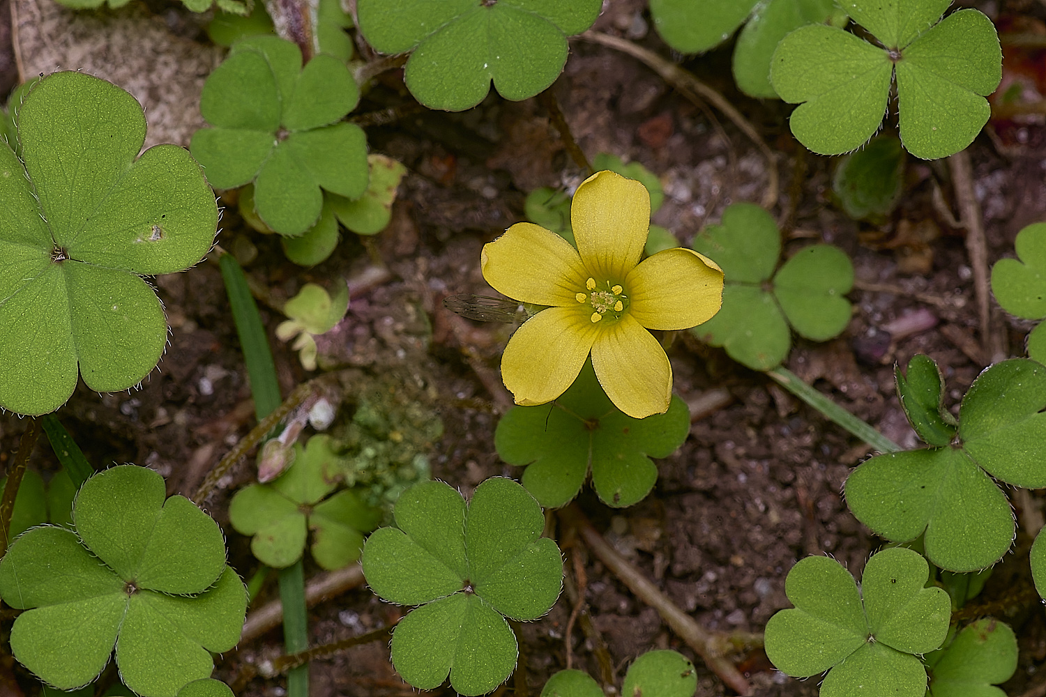 MarshamHeathOxaliscorniculata280625-3