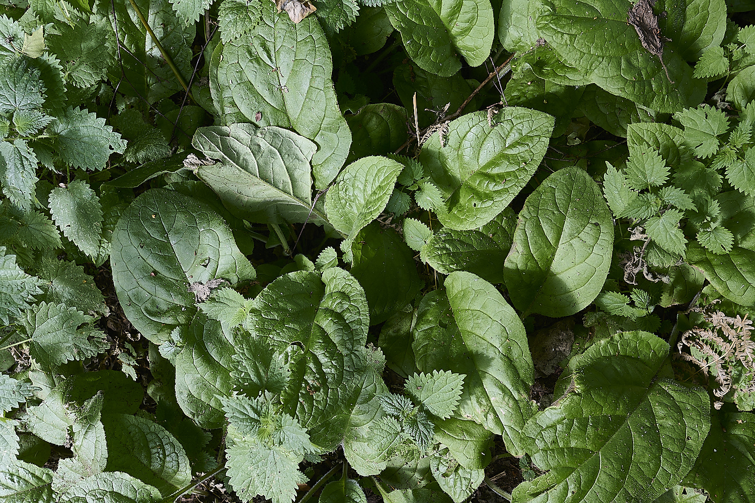 MarshamHeathTorientalis280625-1