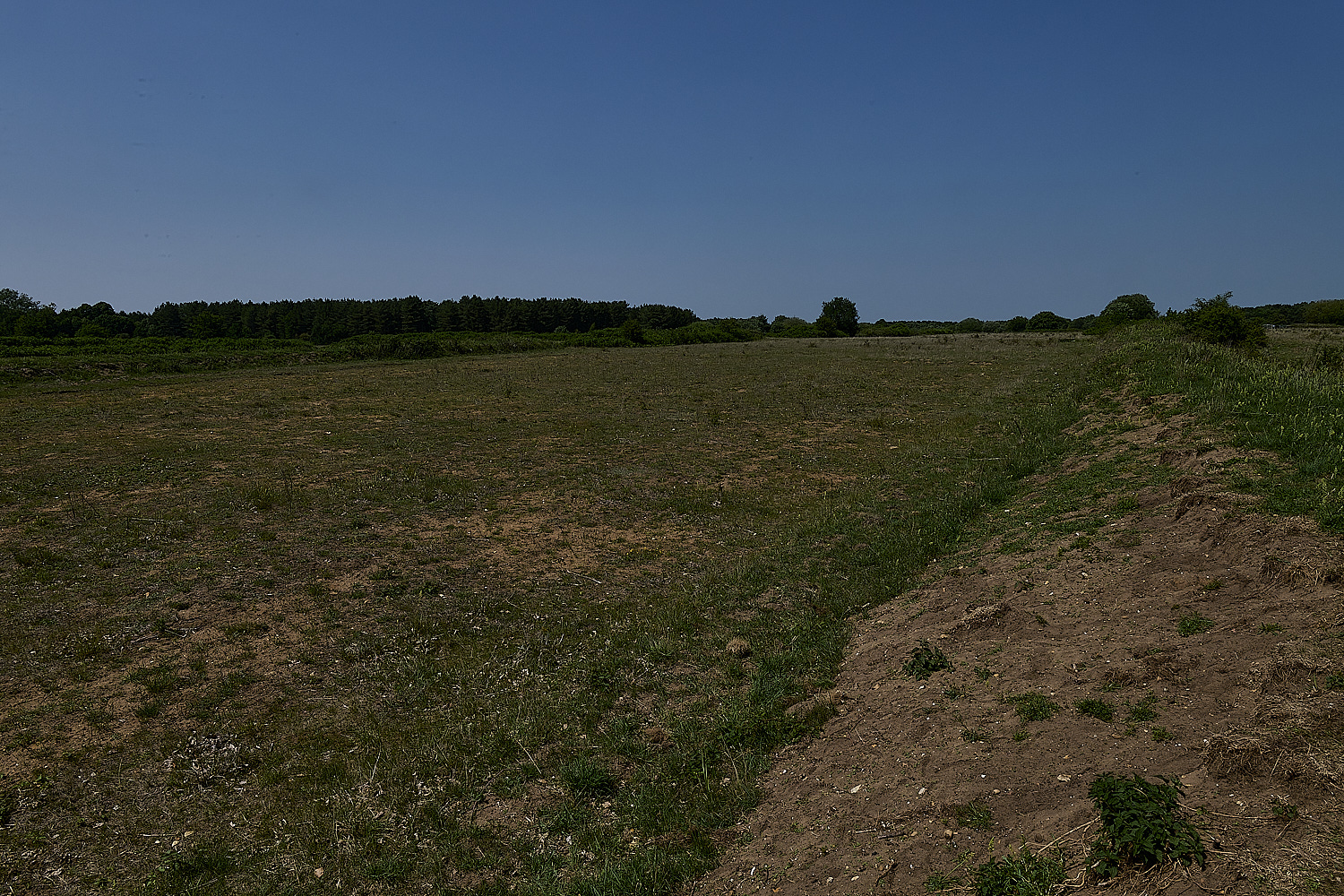 MiddleHarling110625-1