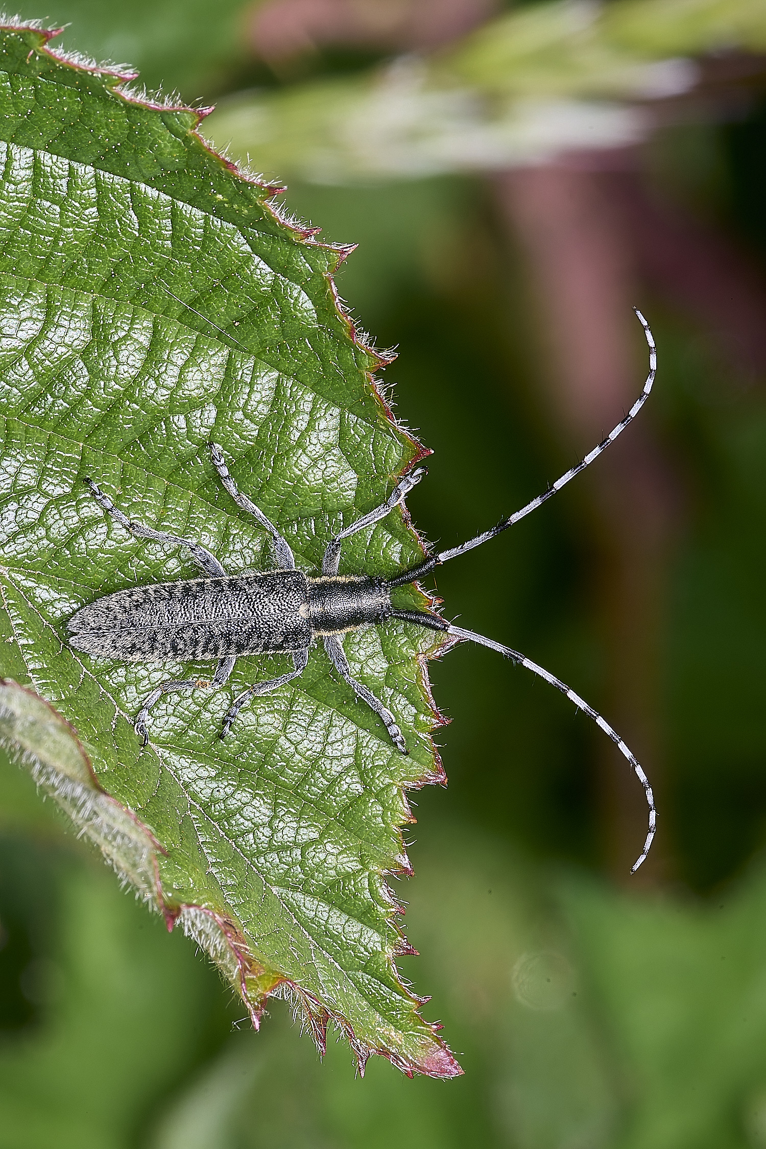 MiddleHarlingAgapanthia110625-1