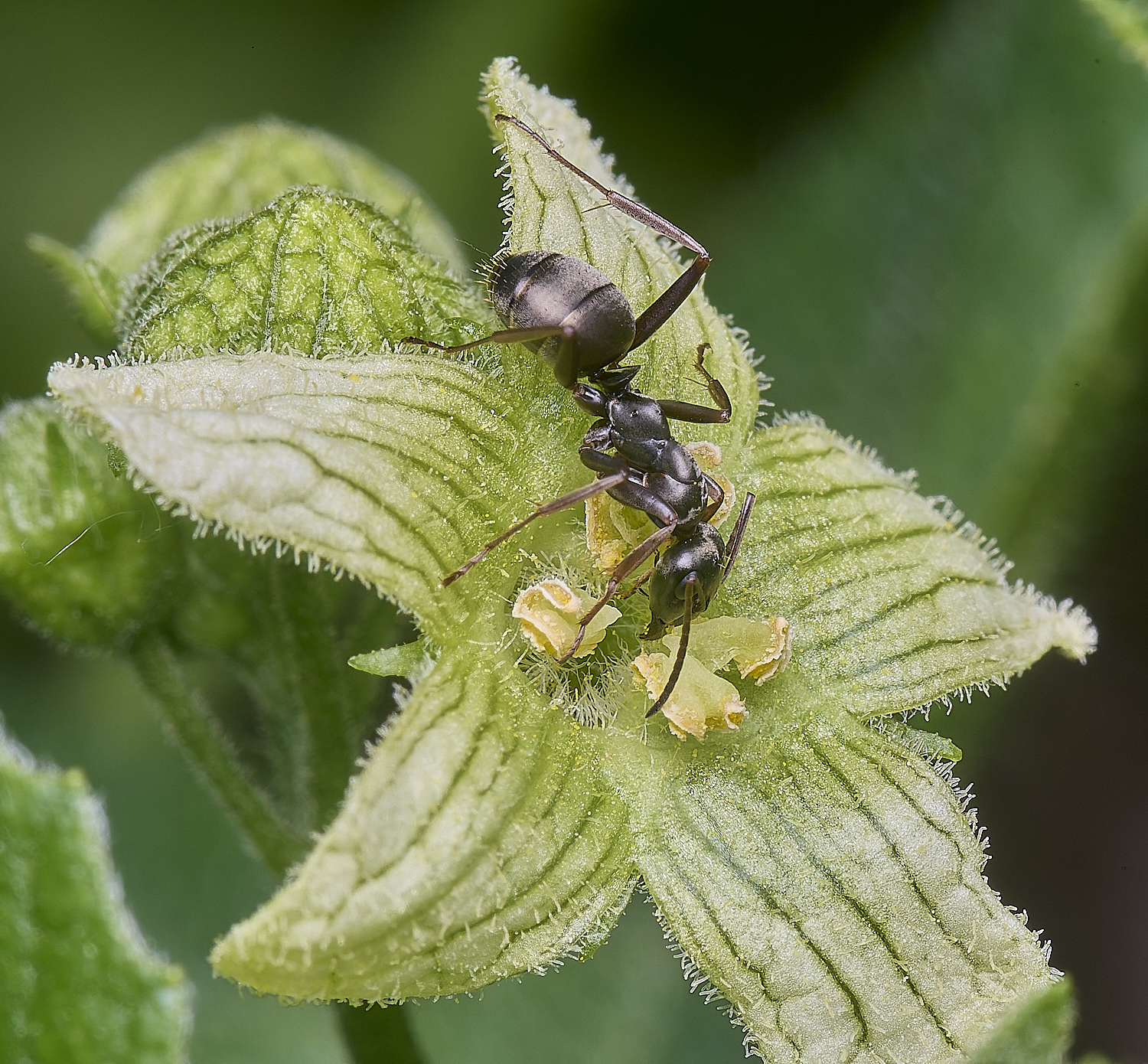 MiddleHarlingAnt110625-1