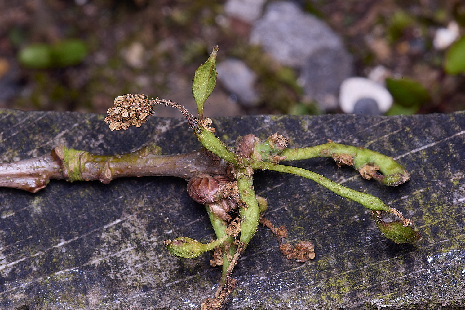 MiddleHarlingAseminationis110625-1