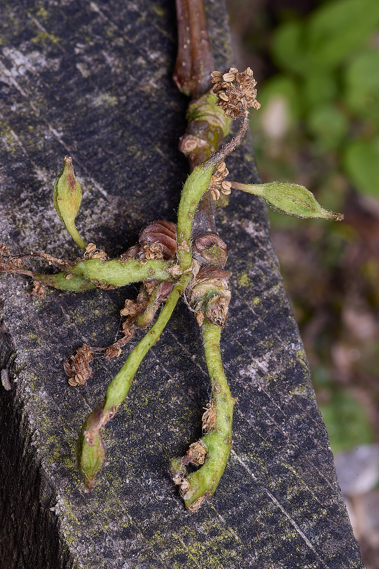 MiddleHarlingAseminationis110625-2