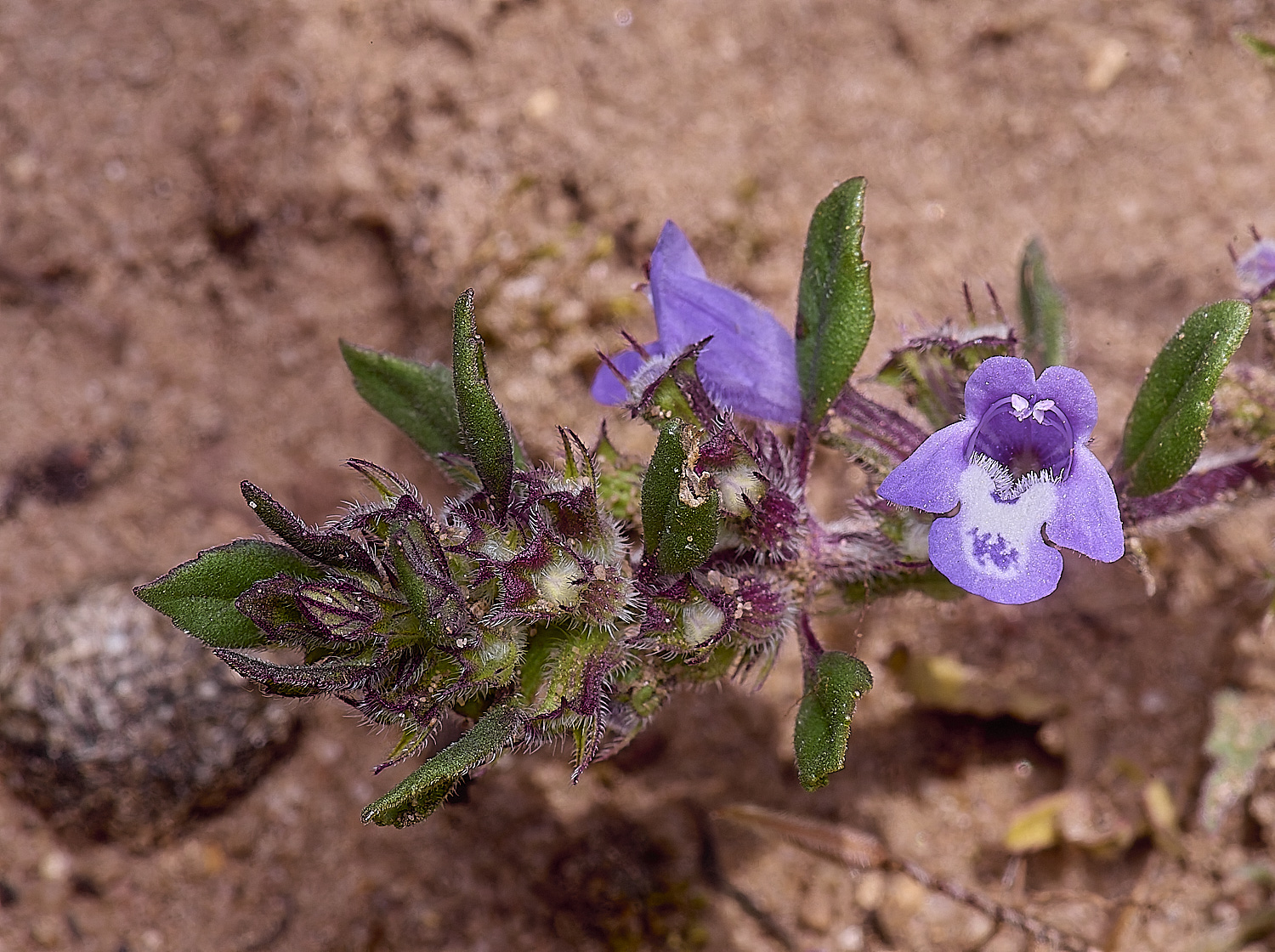 MiddleHarlingBasilThyme110625-1