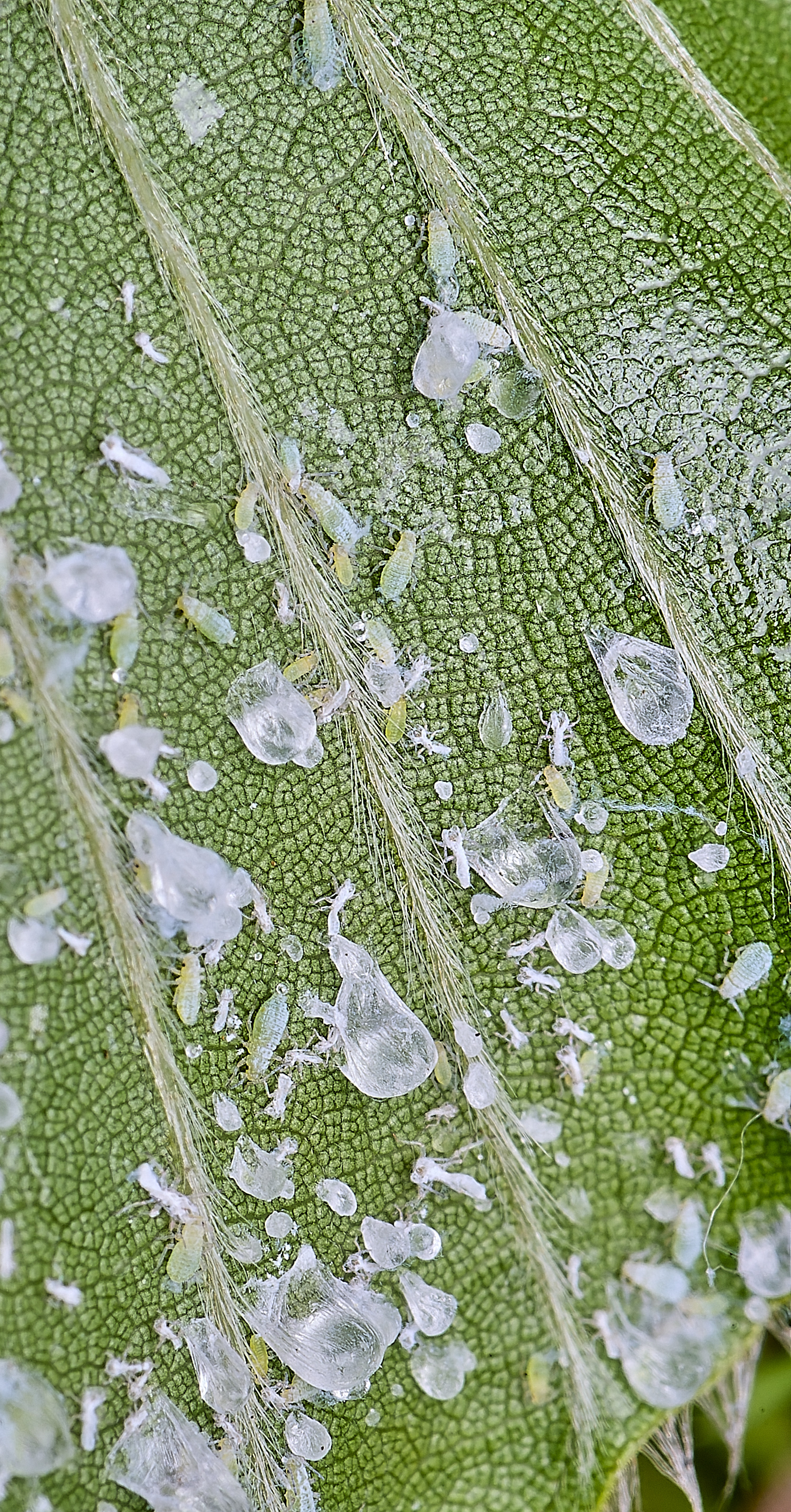 MiddleHarlingBeechAphod110625-1