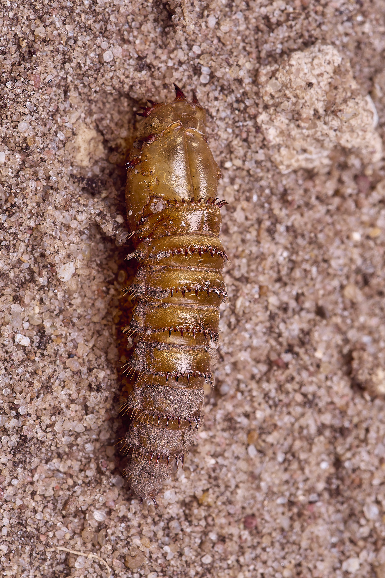 MiddleHarlingBeefly110625-1
