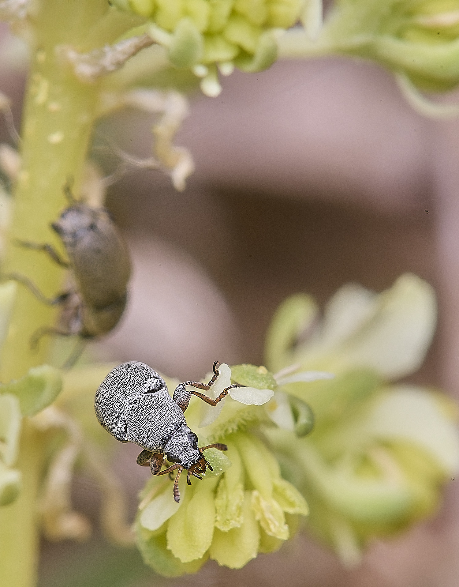 MiddleHarlingBeetle110625-1