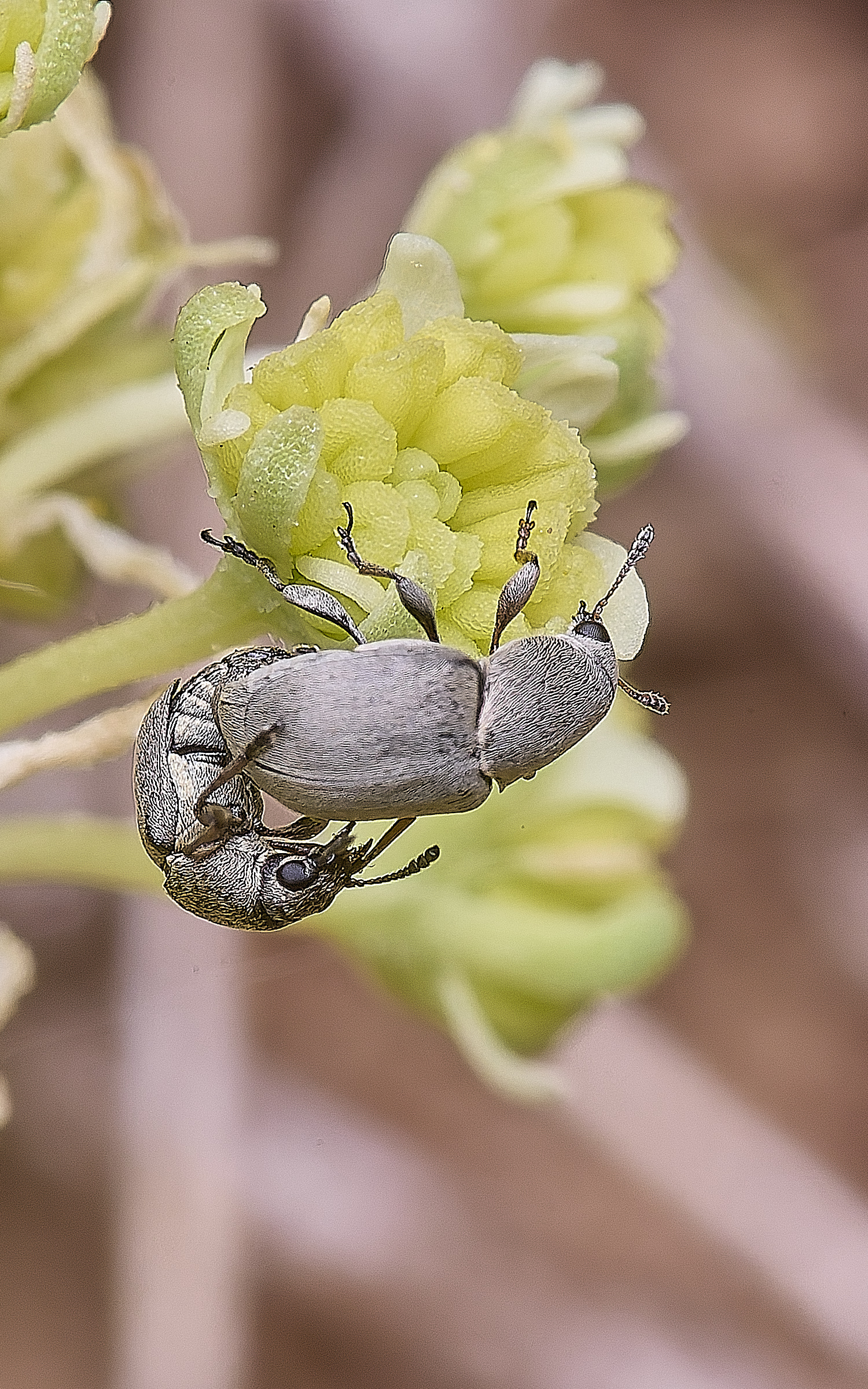 MiddleHarlingBeetle110625-3