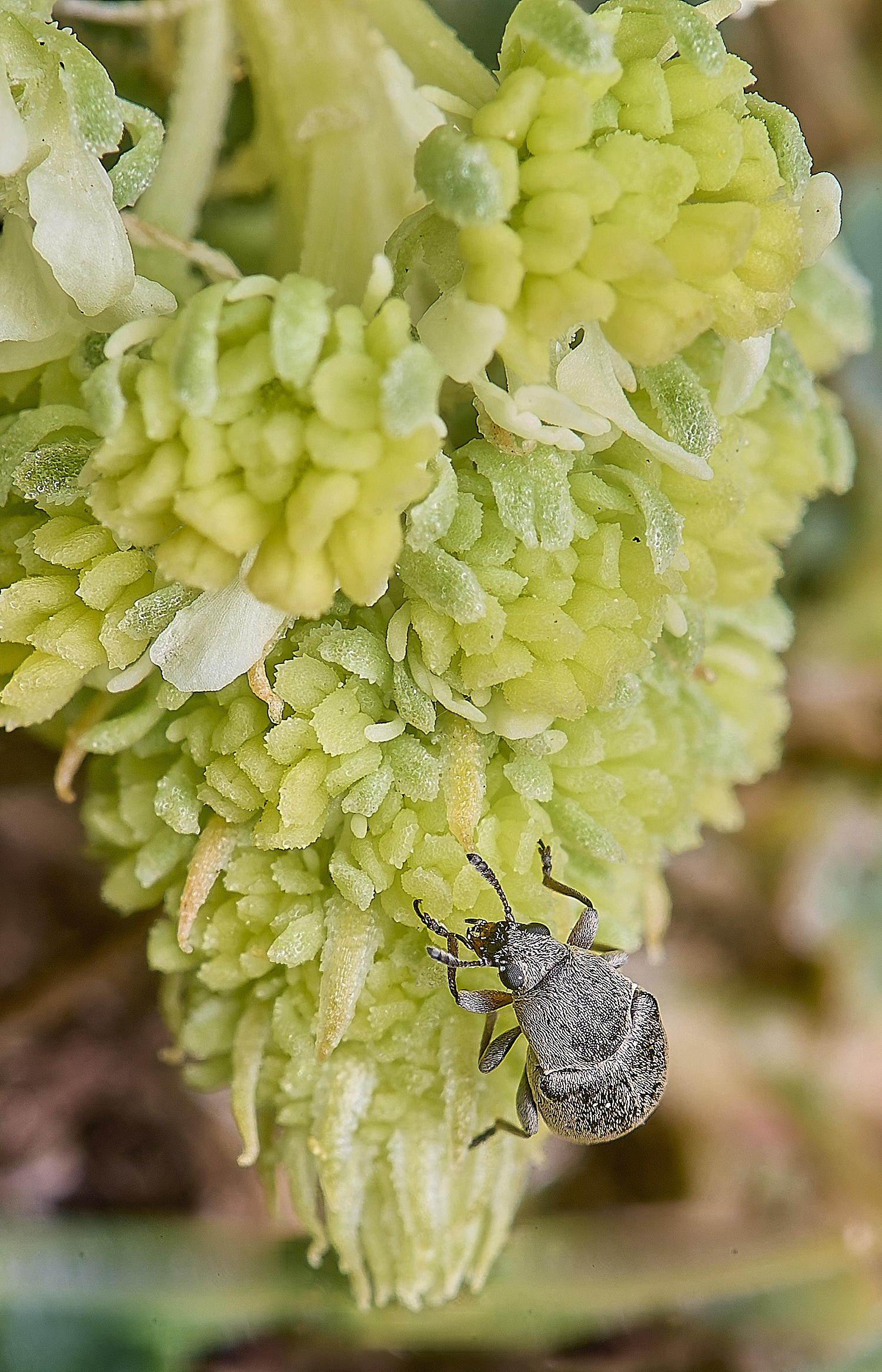 MiddleHarlingBeetle110625-4