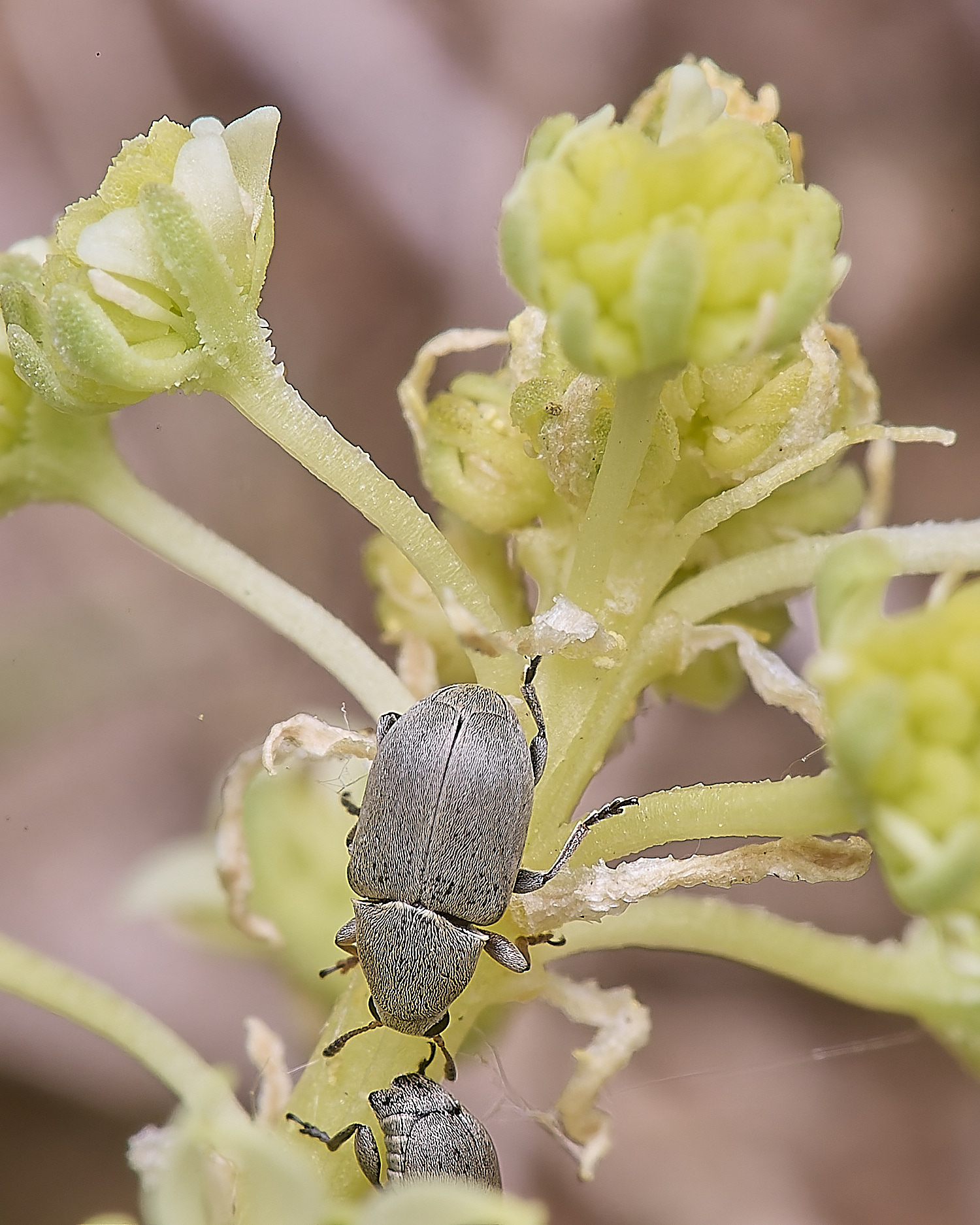 MiddleHarlingBeetle110625-6