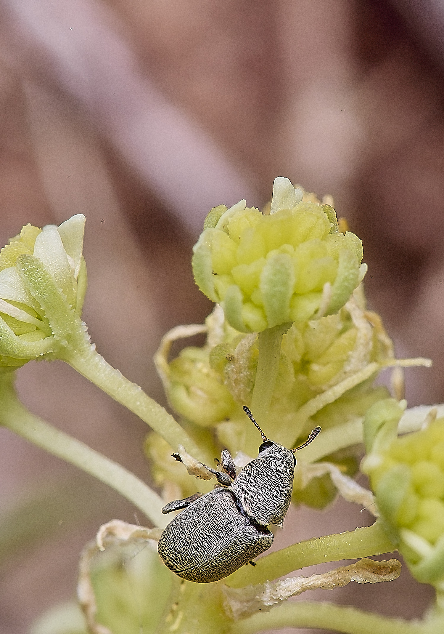 MiddleHarlingBeetle110625-7