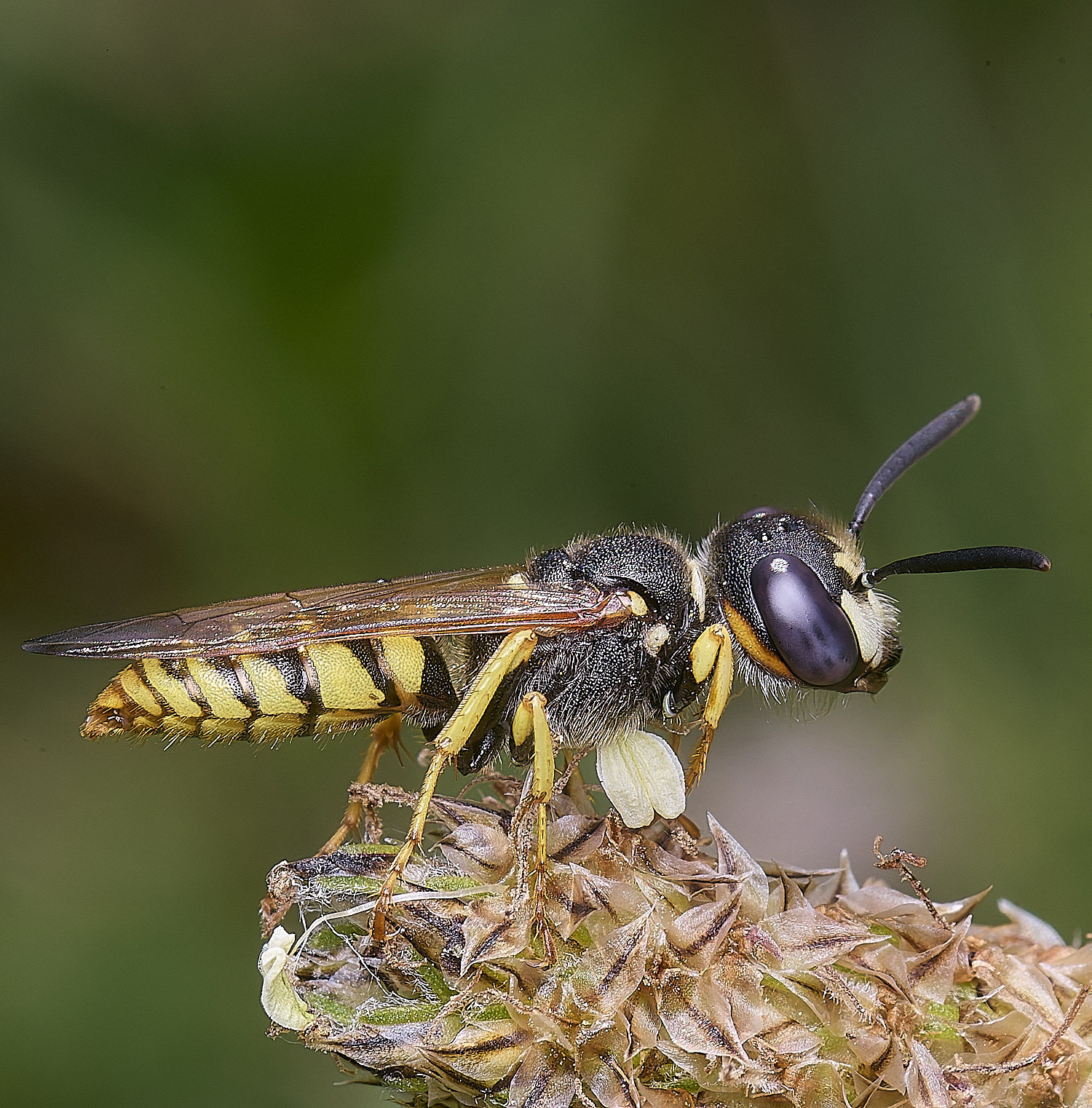 MiddleHarlingBeewolf110625-1