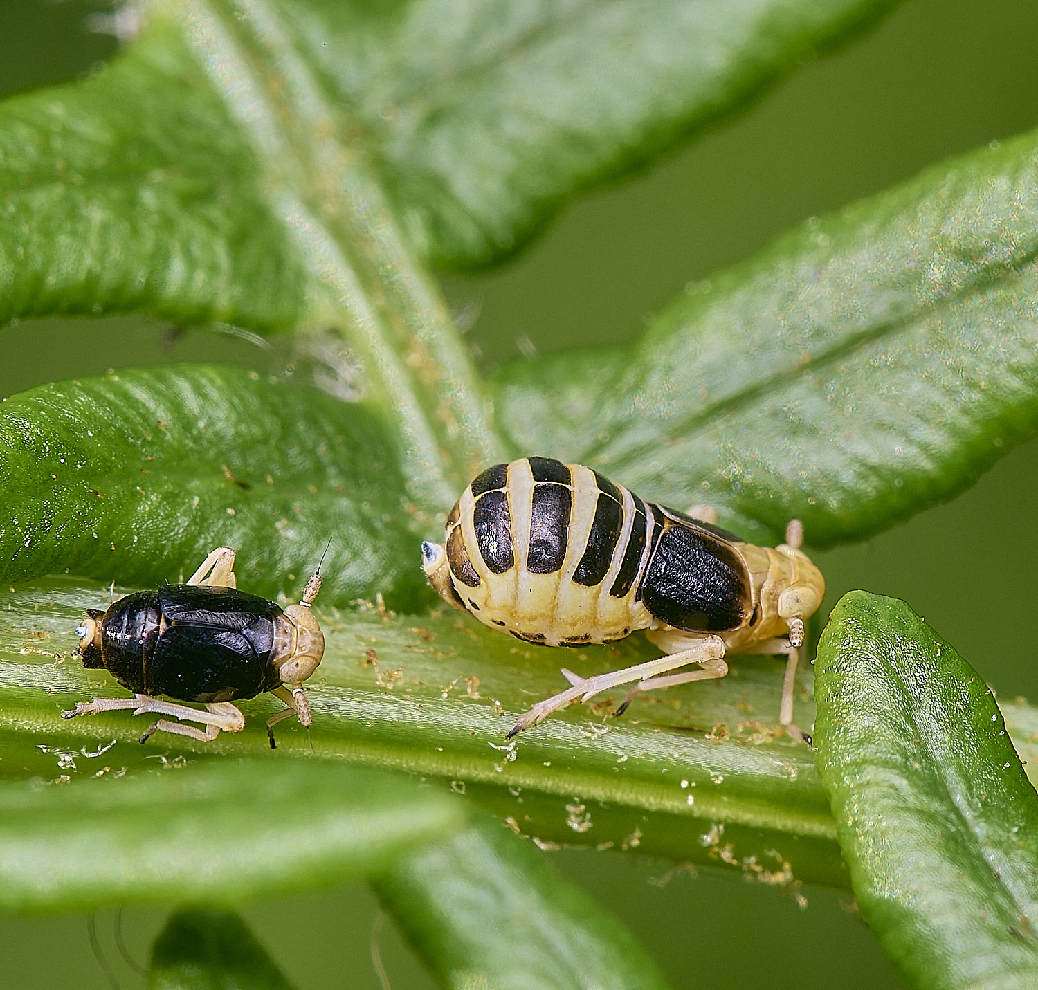 MiddleHarlingBrackenHopper110625-1