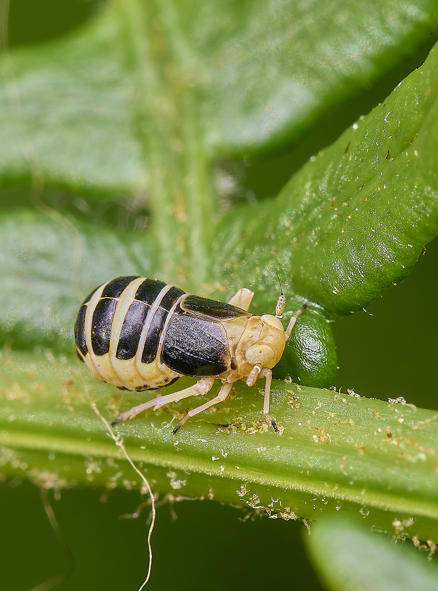 MiddleHarlingBrackenHopper110625-5