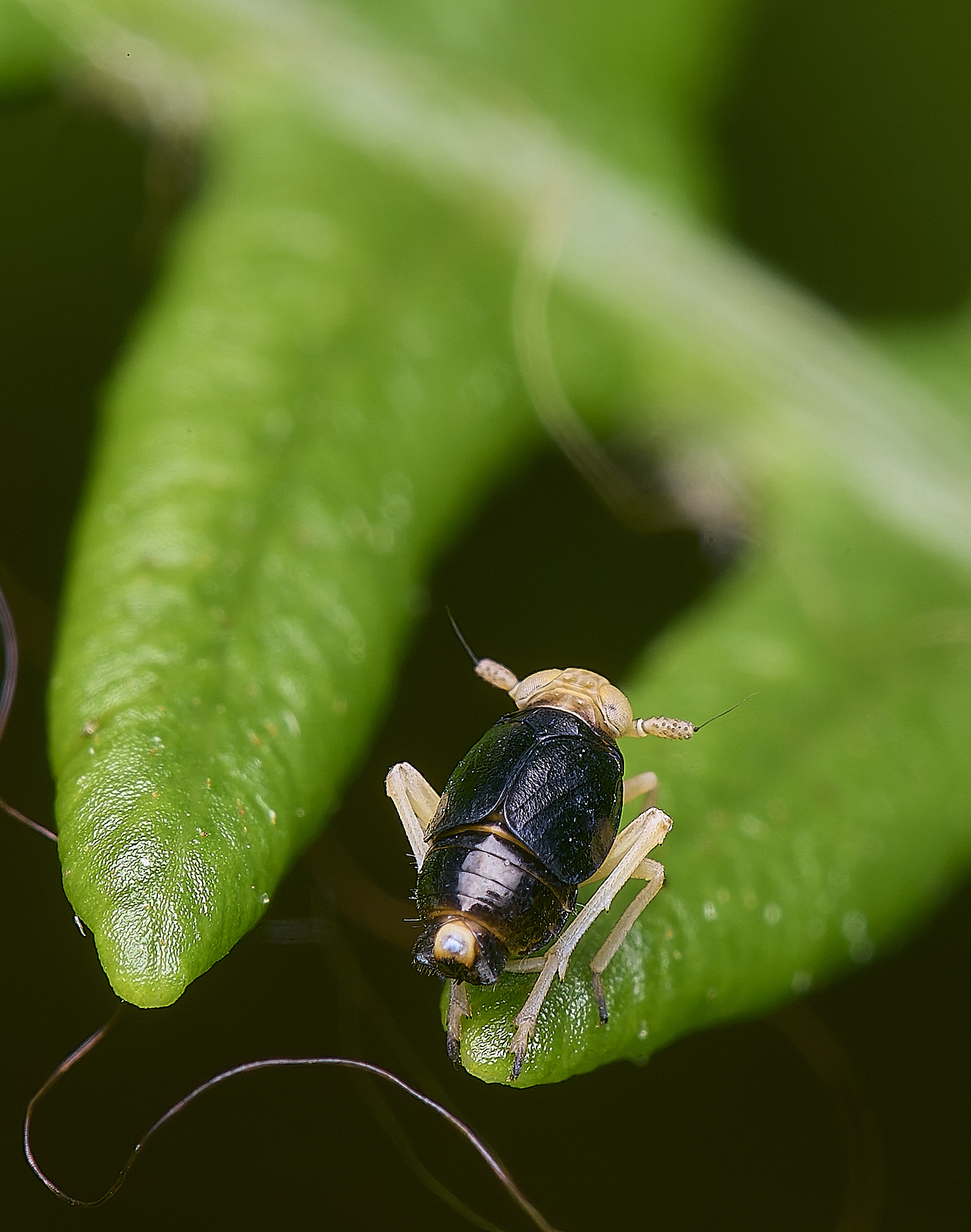 MiddleHarlingBrackenHopper110625-6