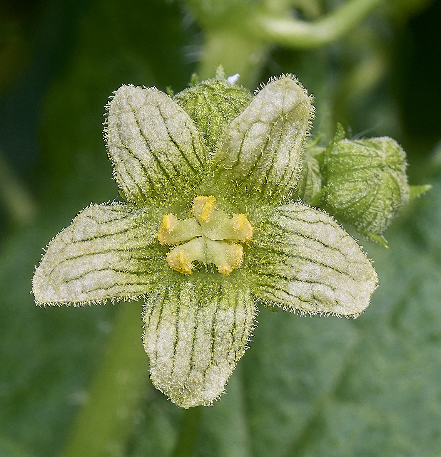 MiddleHarlingBryony110625-1