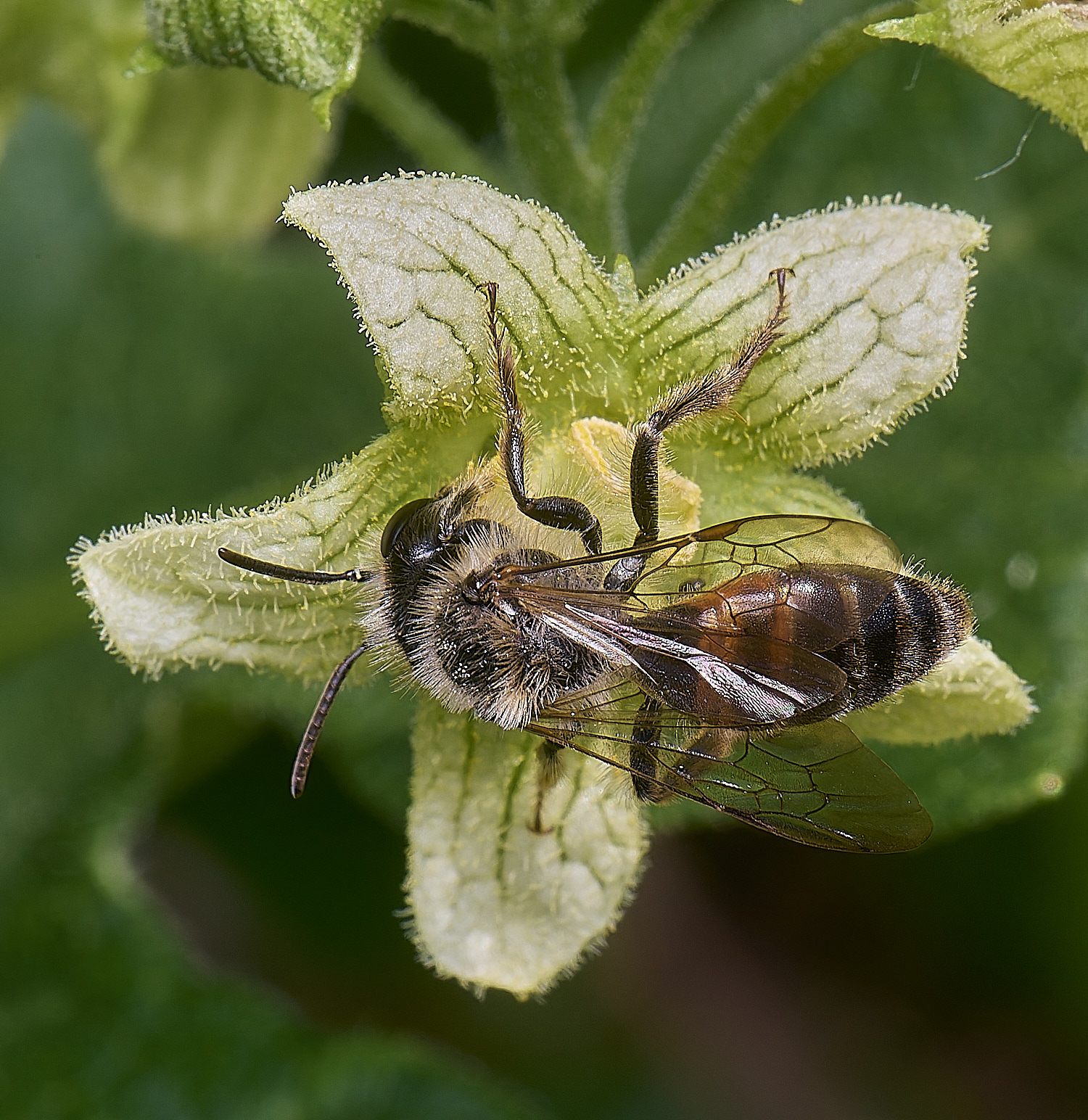 MiddleHarlingBryonyMiningBee110625-1