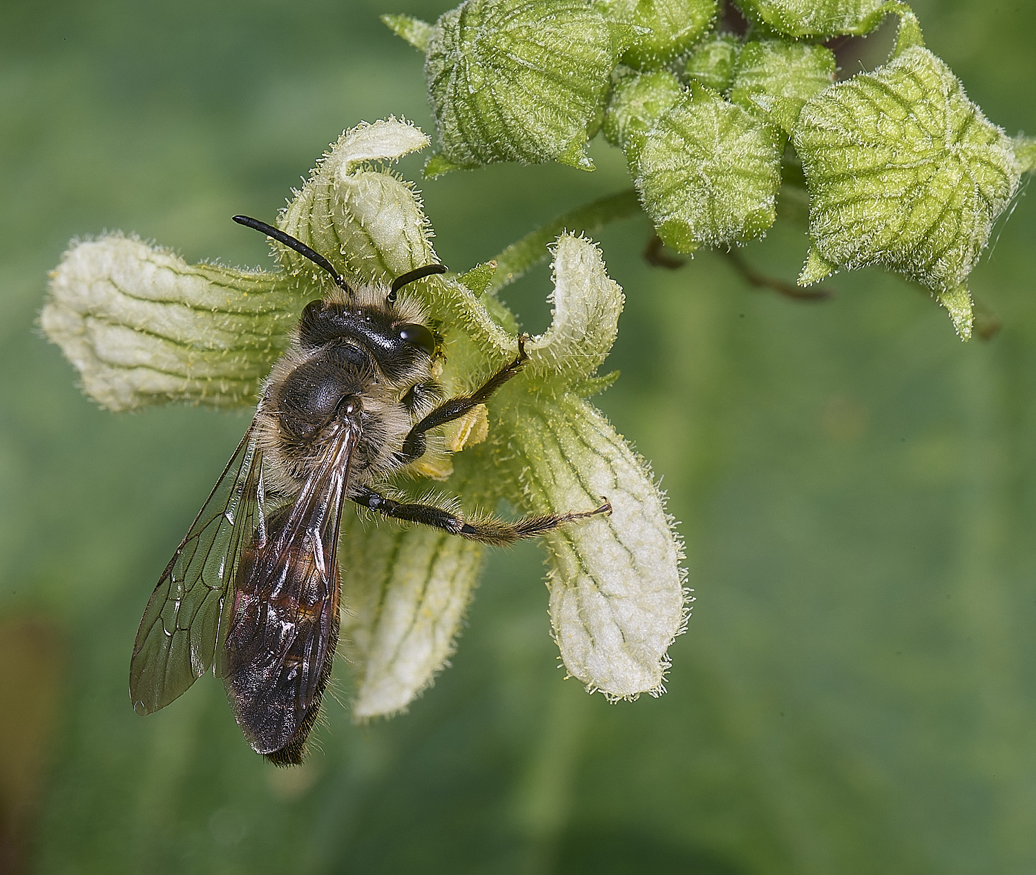 MiddleHarlingBryonyMiningBee110625-2