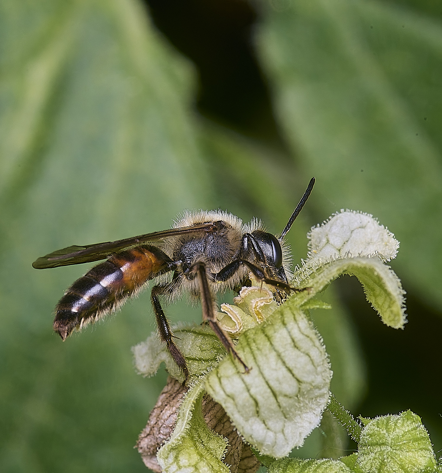 MiddleHarlingBryonyMiningBee110625-3