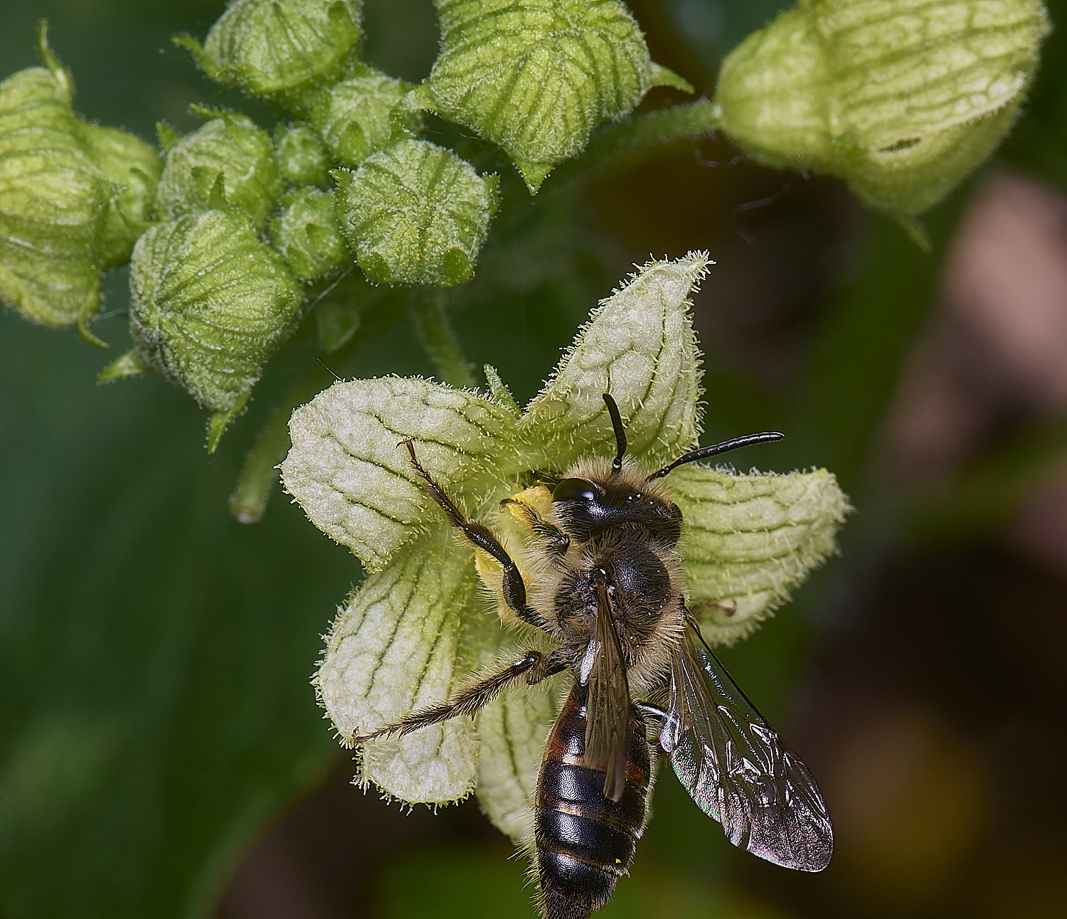 MiddleHarlingBryonyMiningBee110625-4