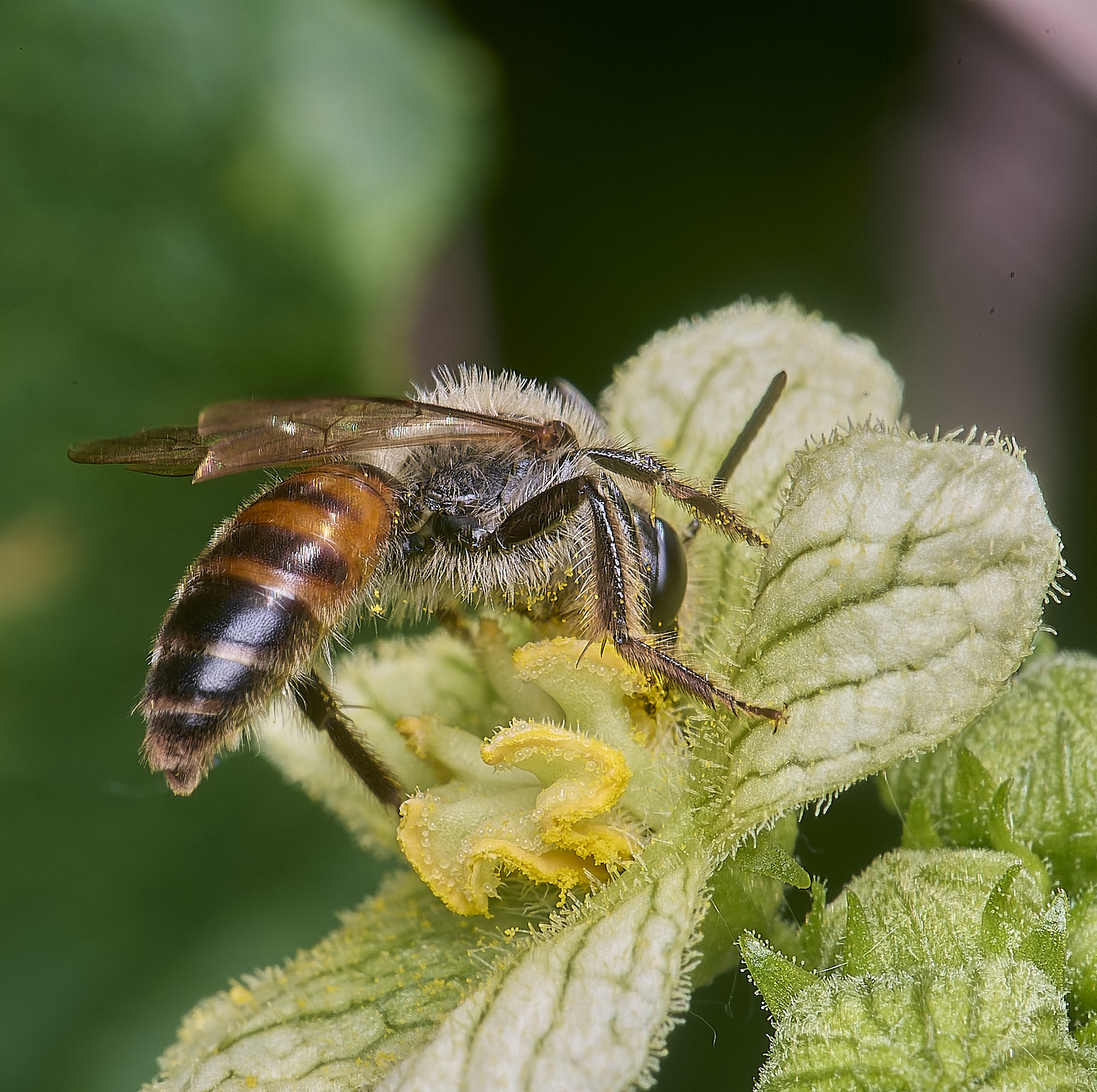 MiddleHarlingBryonyMiningBee110625-5