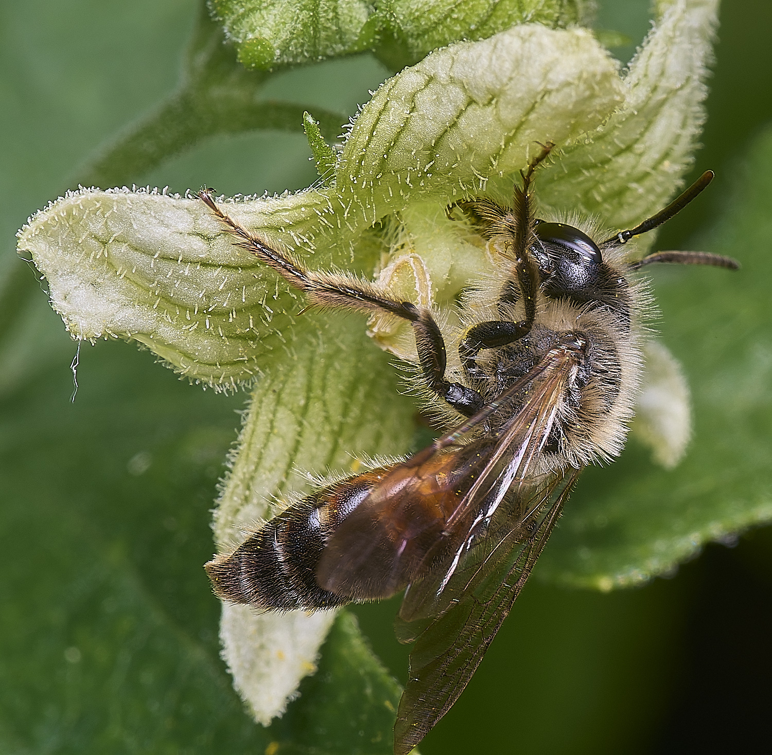 MiddleHarlingBryonyMiningBee110625-6