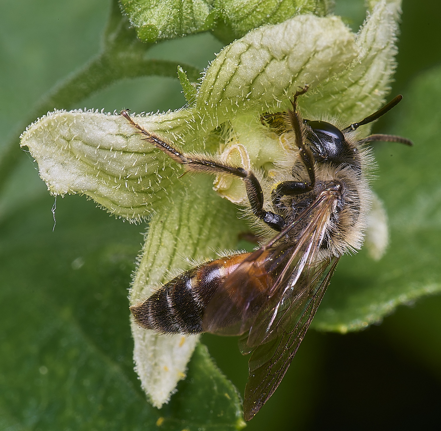MiddleHarlingBryonyMiningBee110625-7