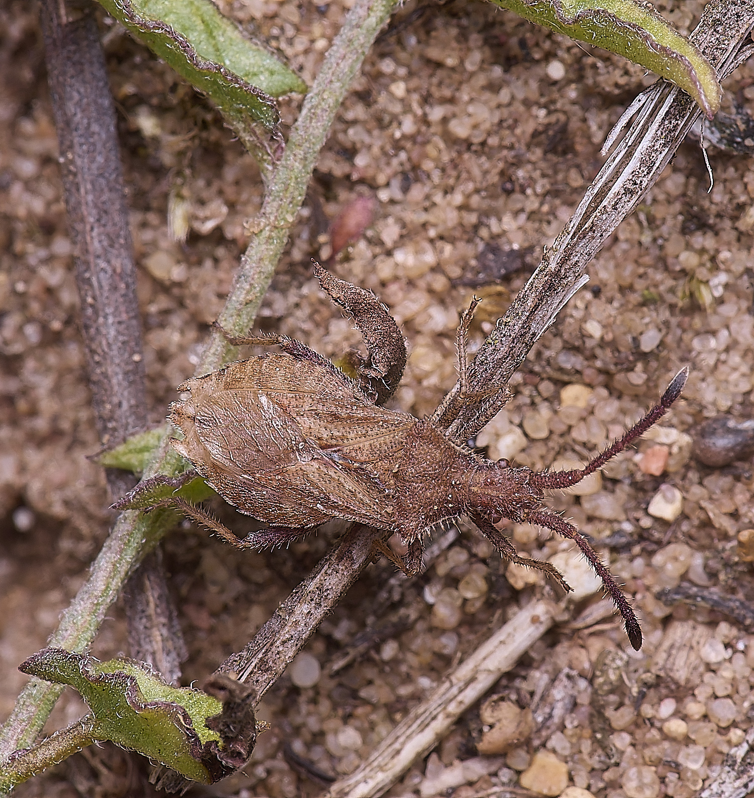 MiddleHarlingBug110625-1