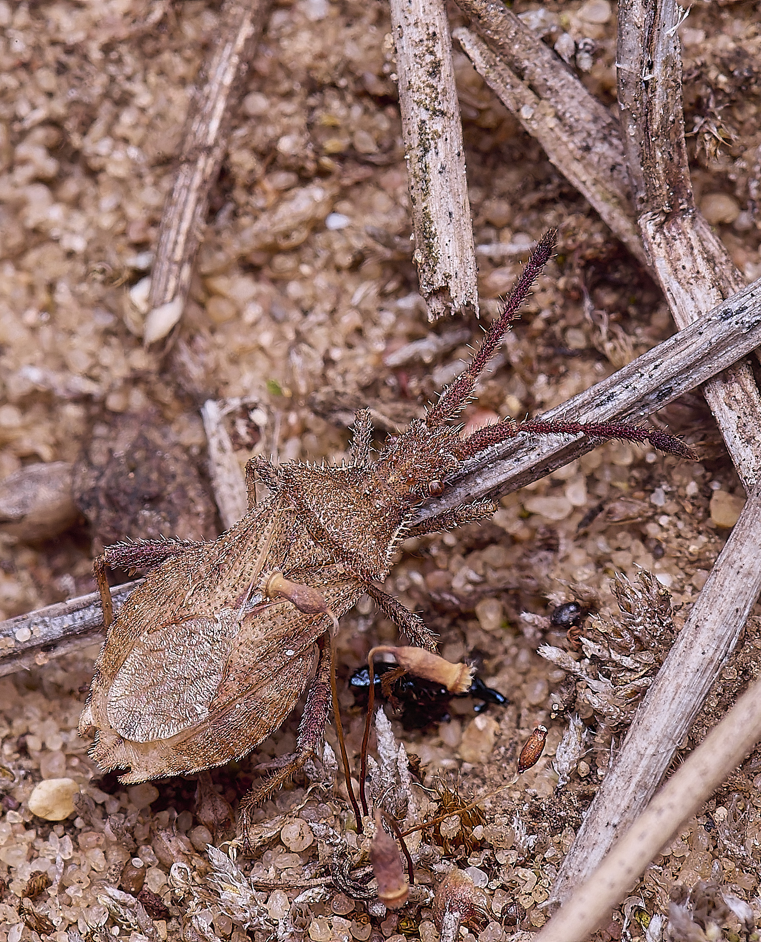 MiddleHarlingBug110625-4