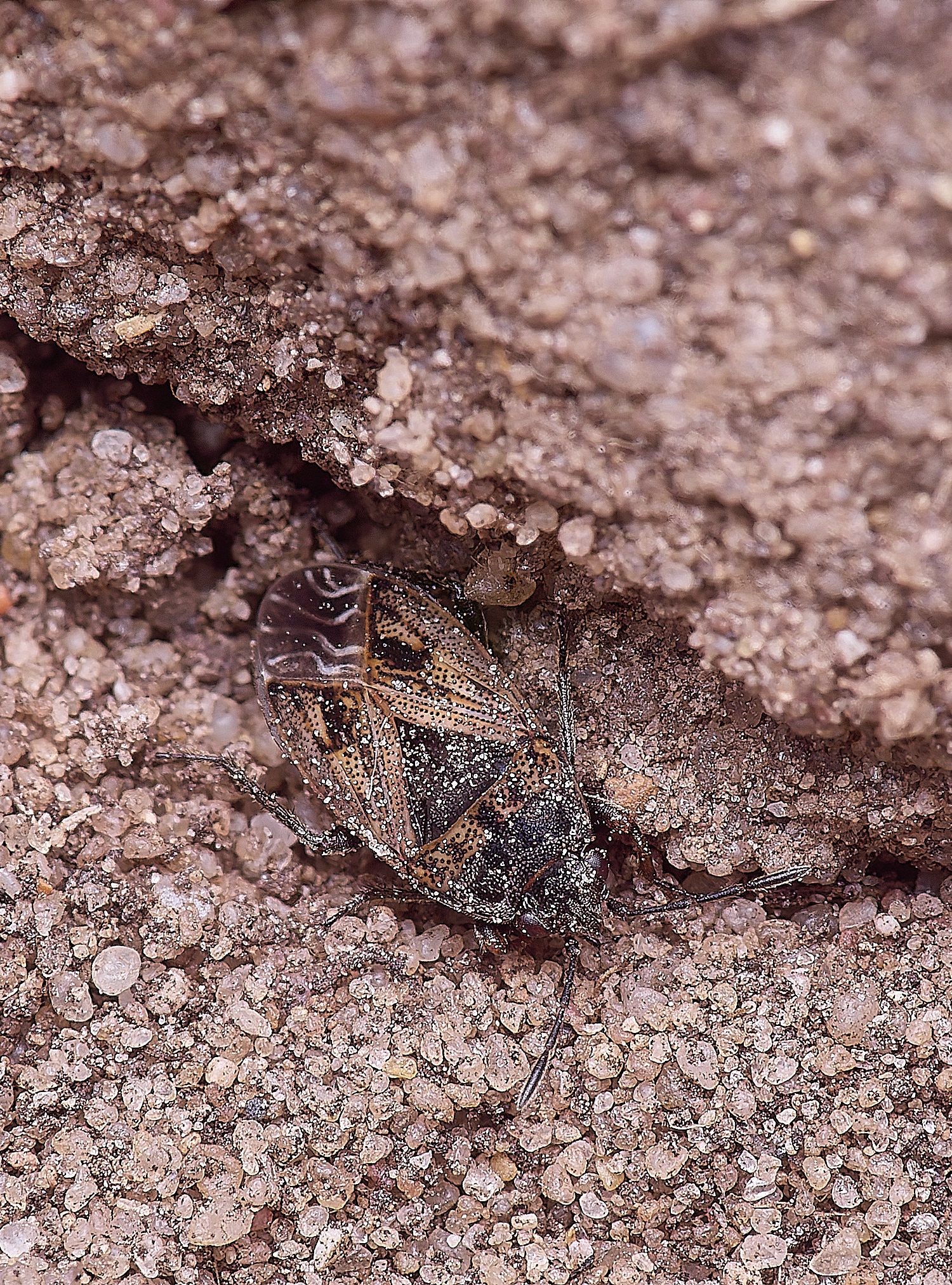 MiddleHarlingBug2110625-1