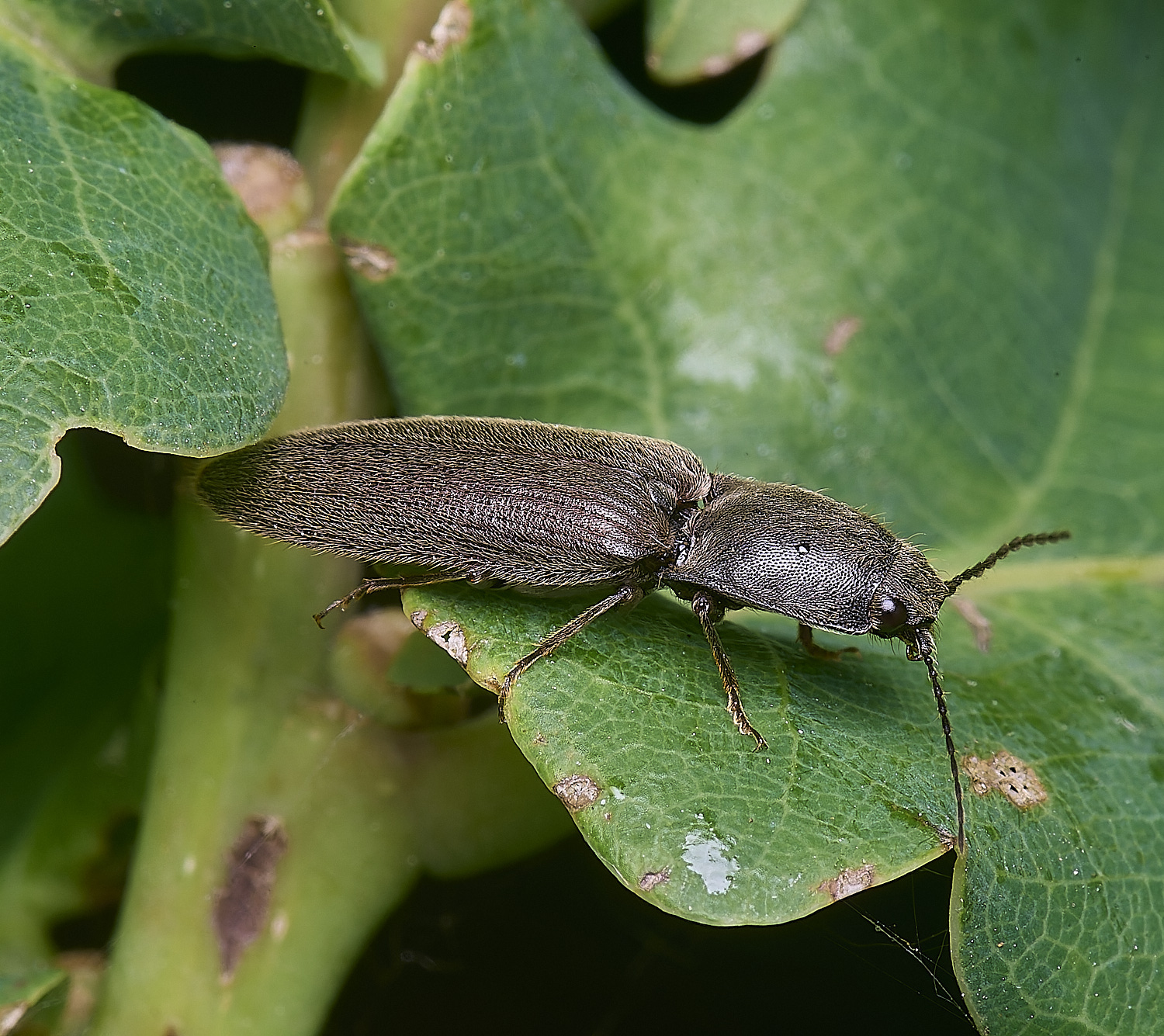 MiddleHarlingClickBeetle110625-1
