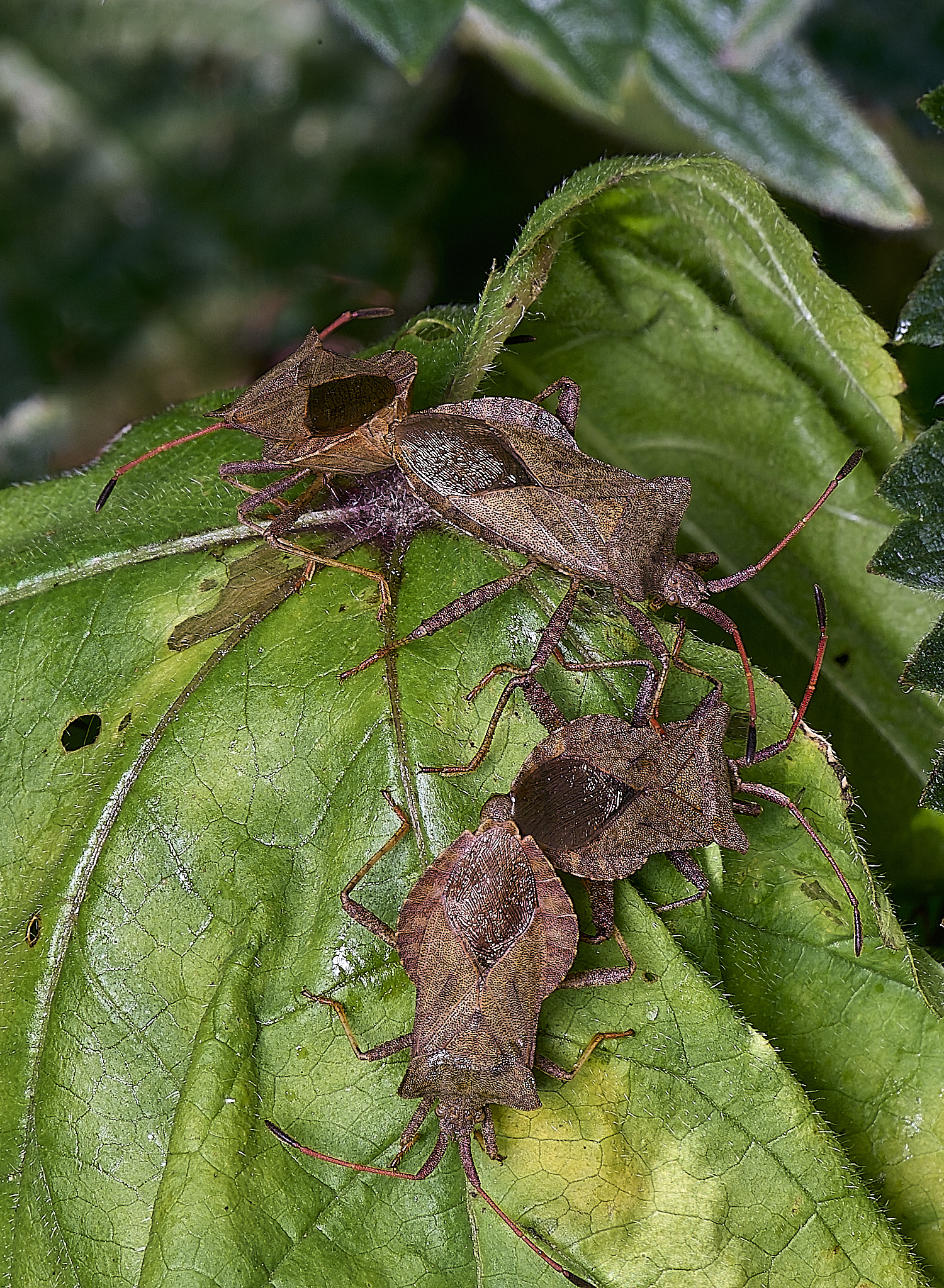 MiddleHarlingDockBugs110625-1