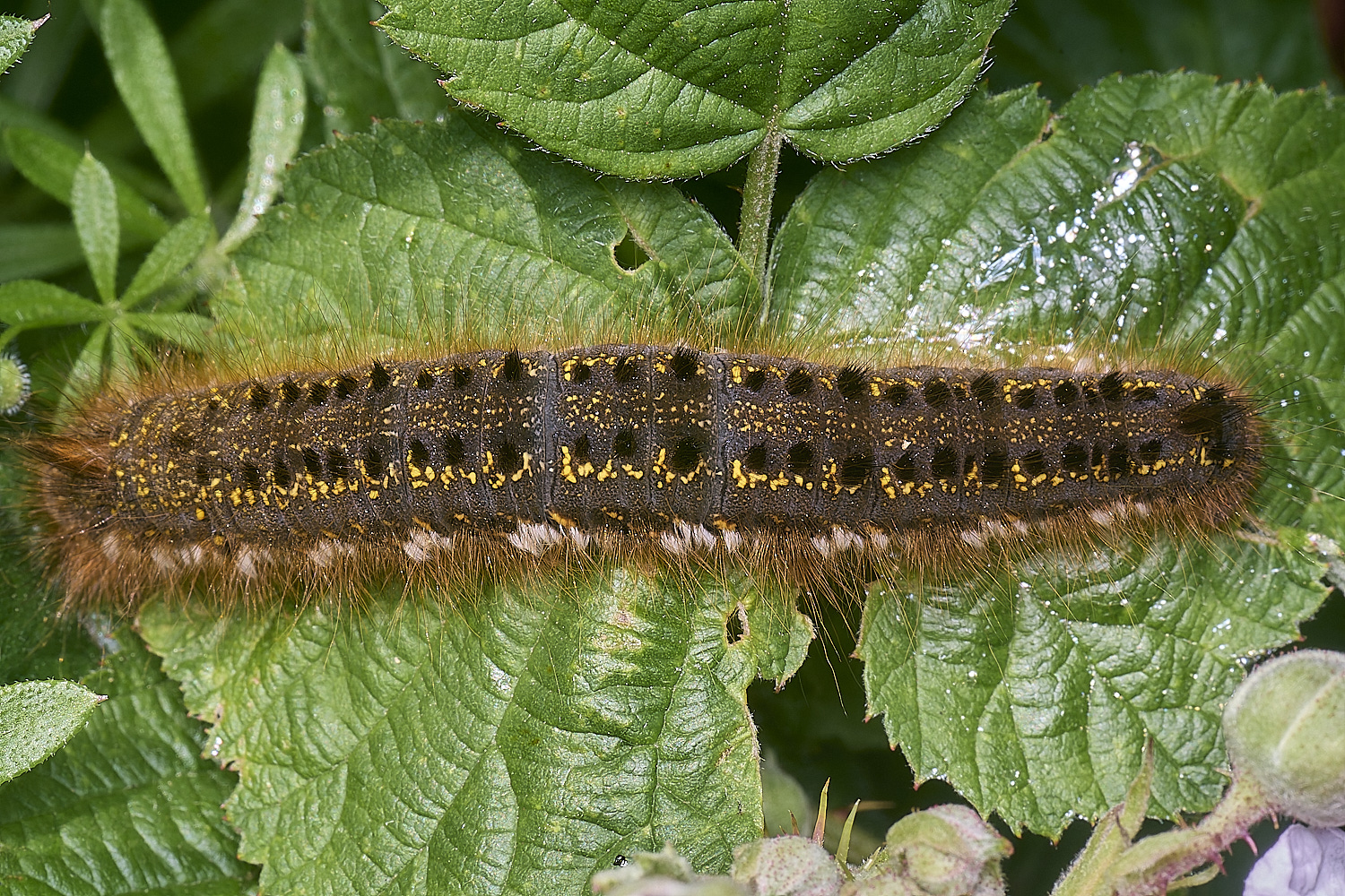 MiddleHarlingDrinkerMoth110625-1