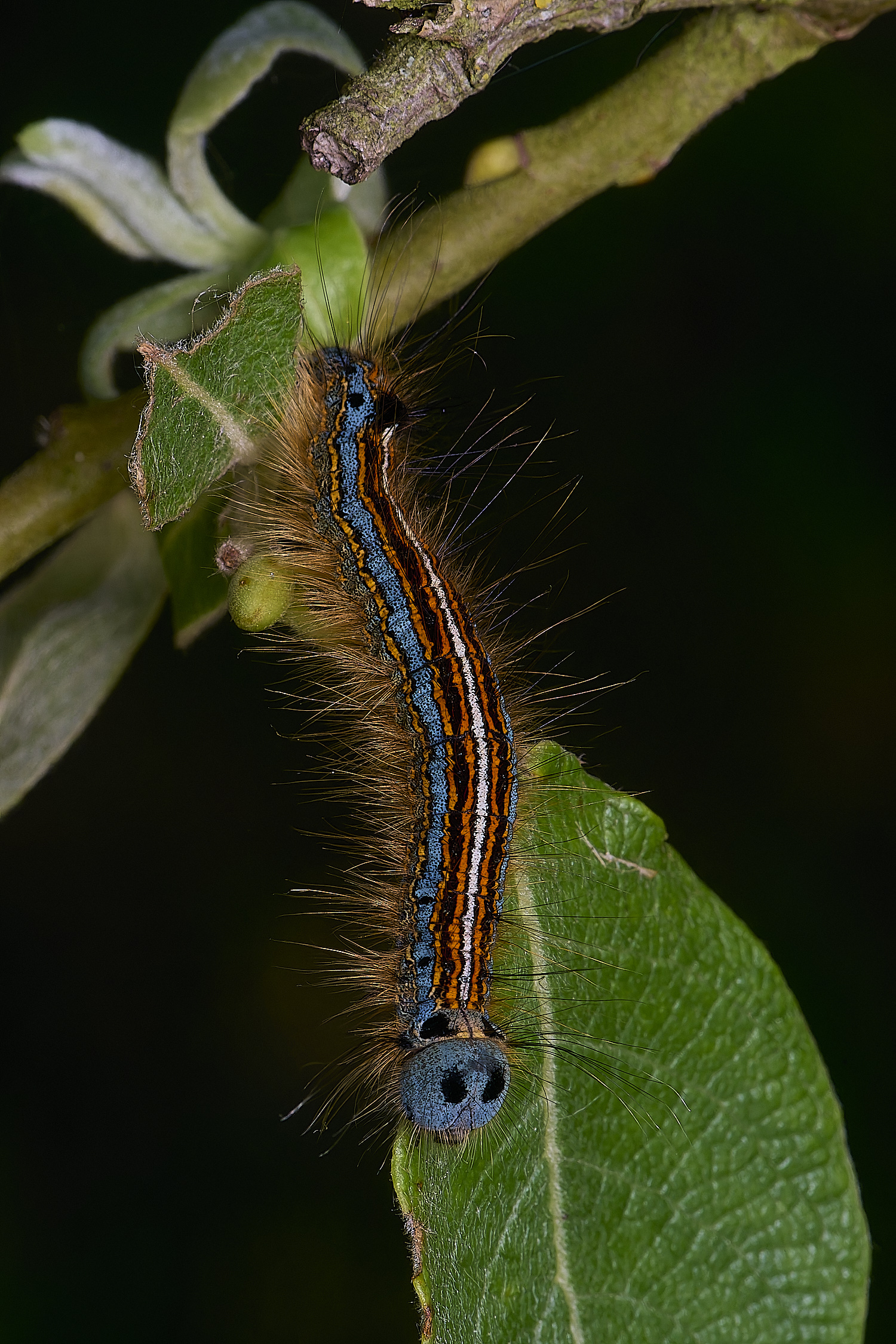 MiddleHarlingLackey110625-1