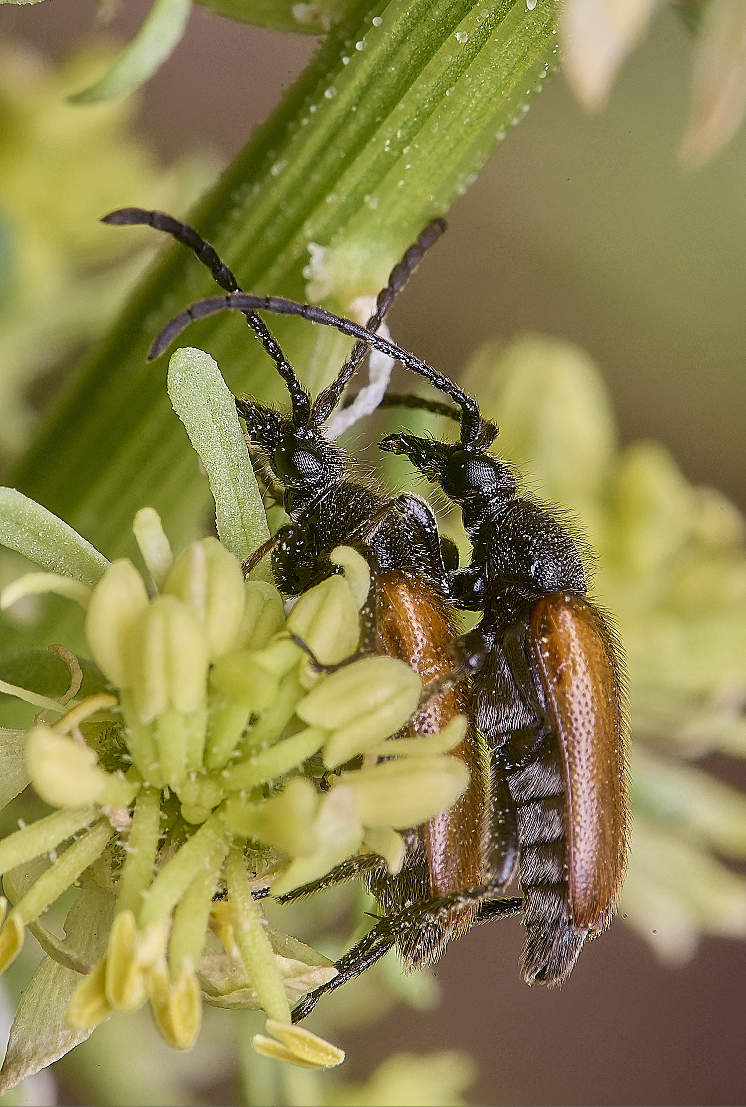 MiddleHarlingLonghorn110625-1