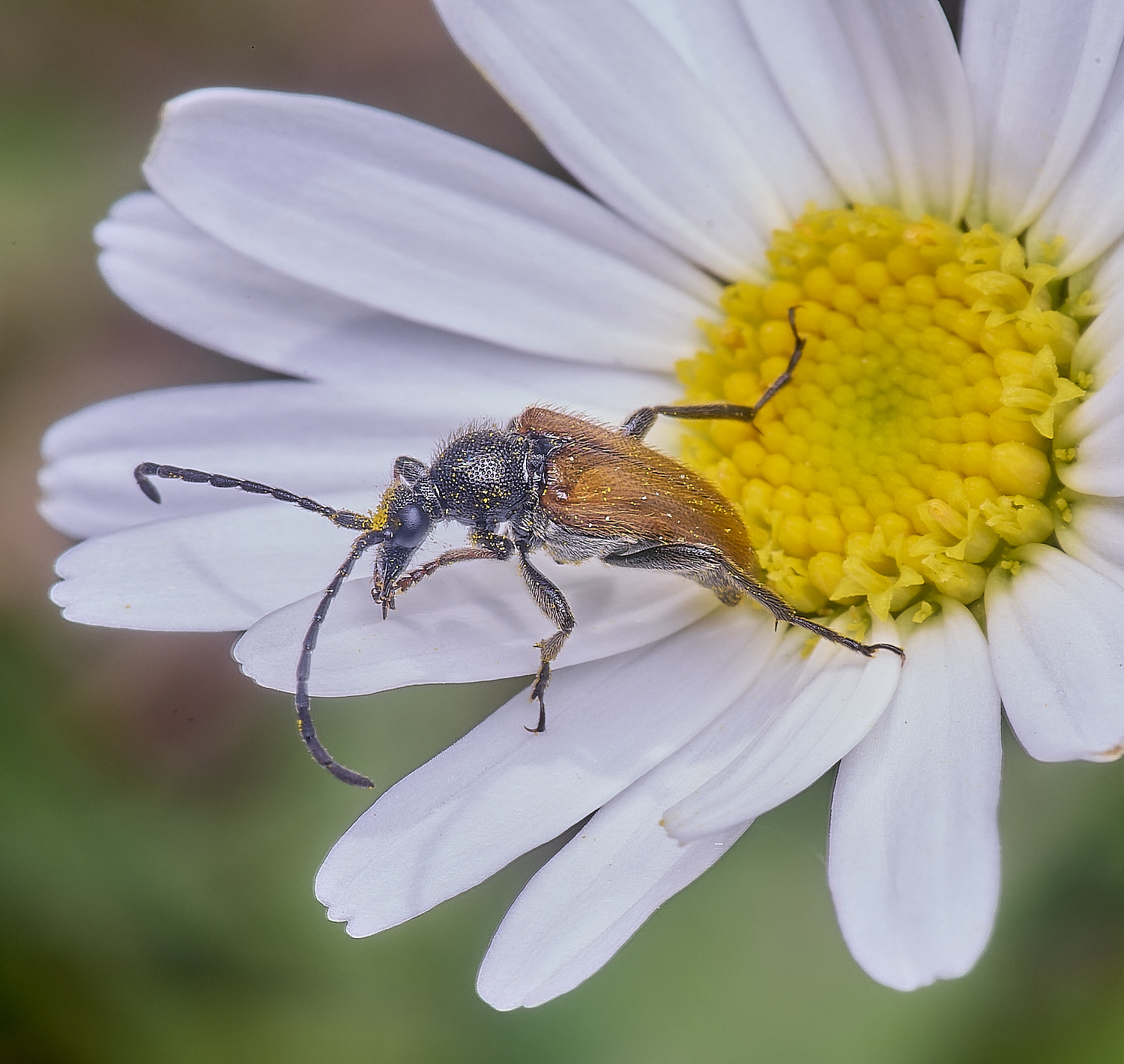 MiddleHarlingLonghorn110625-5