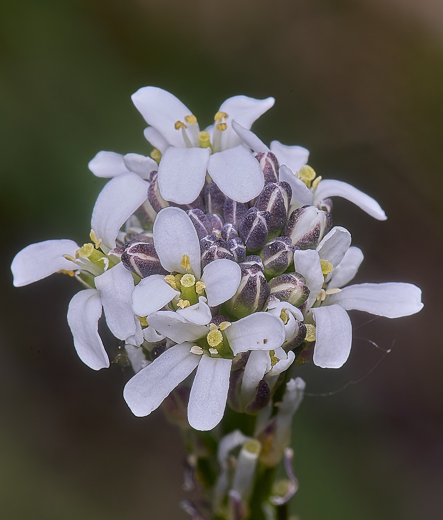 MiddleHarlingPlant110625-1
