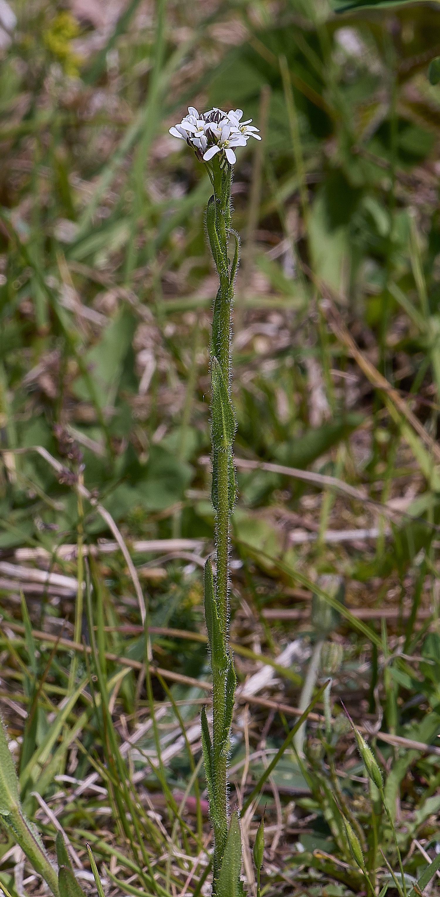 MiddleHarlingPlant110625-2