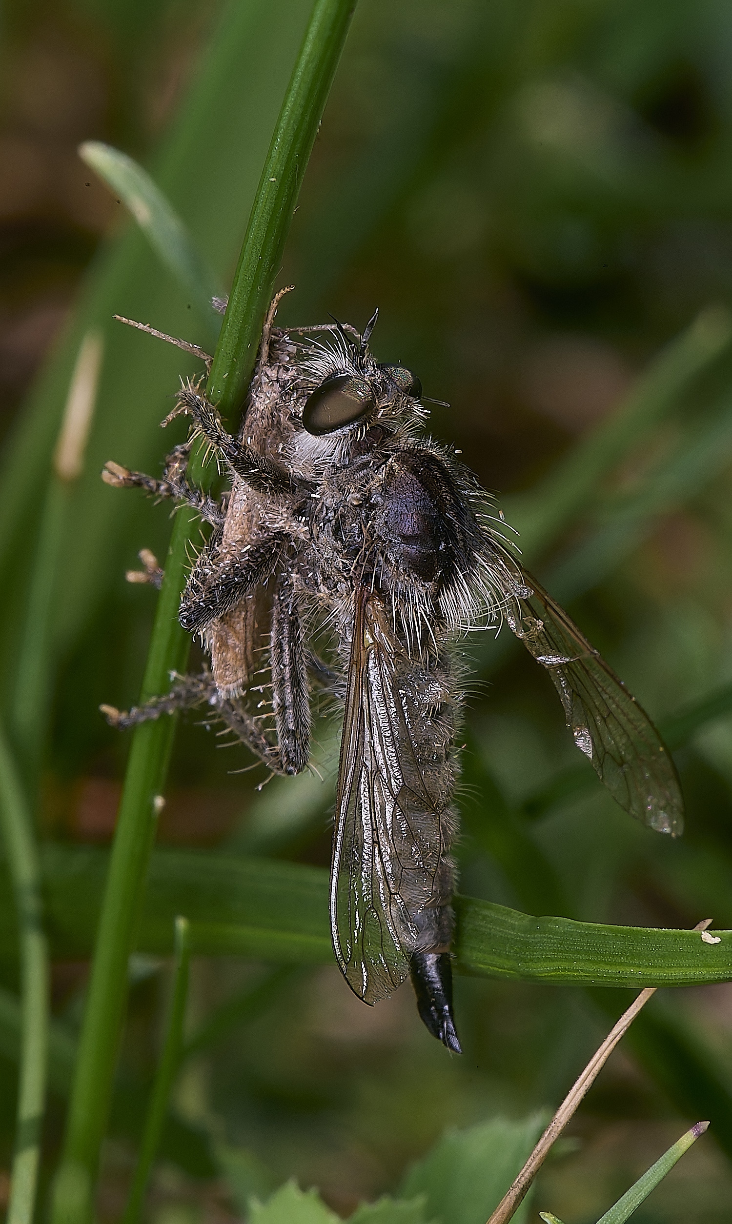 MiddleHarlingRobberFly110625-1