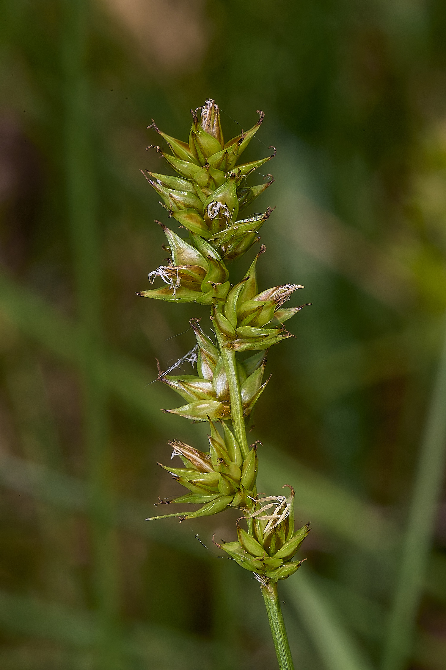 MiddleHarlingSedge110625-1