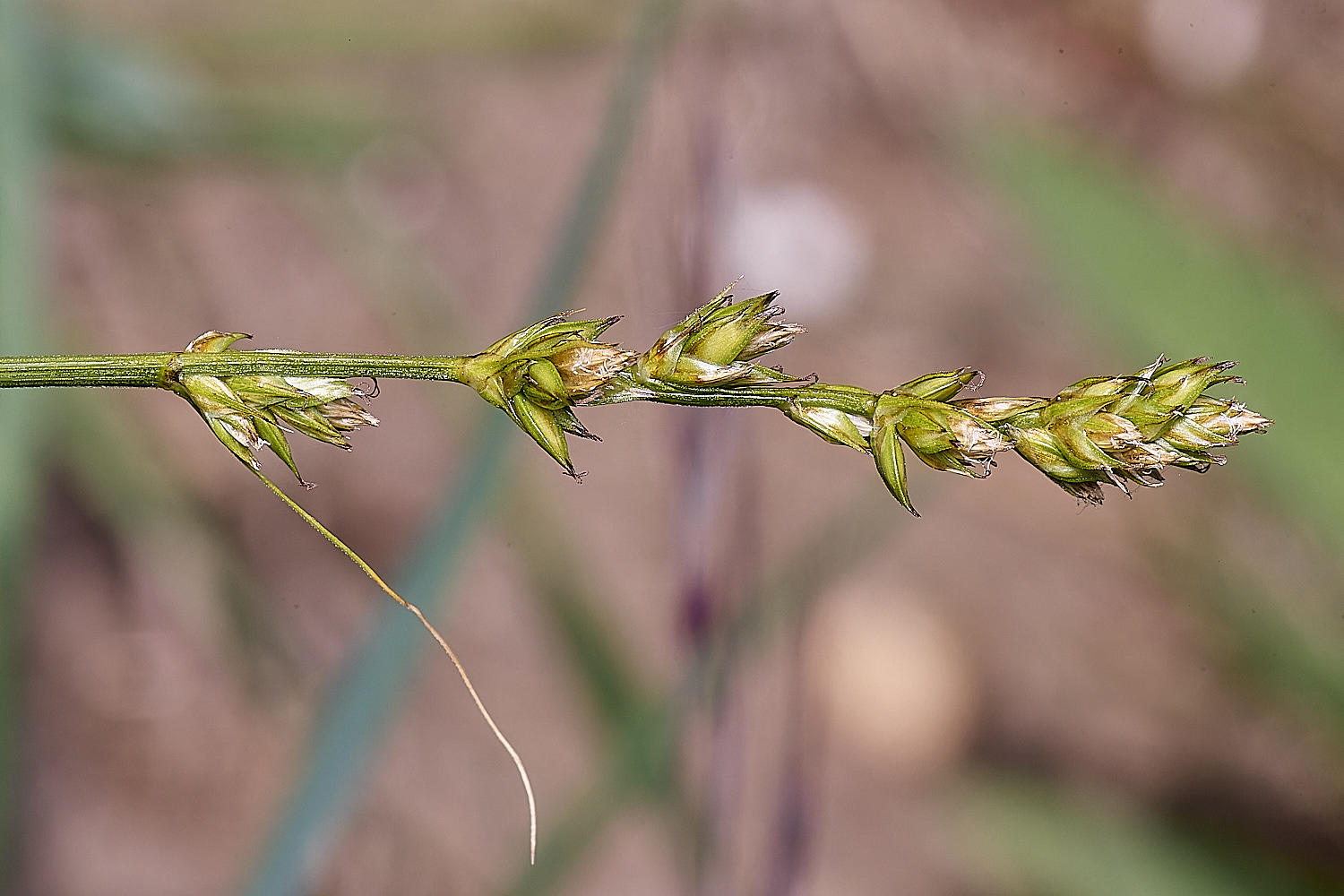 MiddleHarlingSedge2110625-1