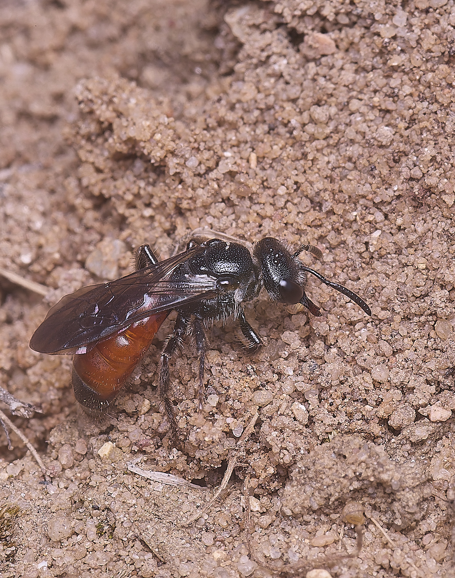 MiddleHarlingSphecodes110625-1