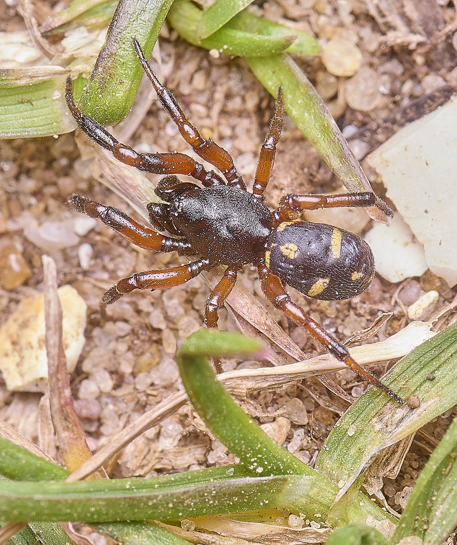 MiddleHarlingSpider110625-1