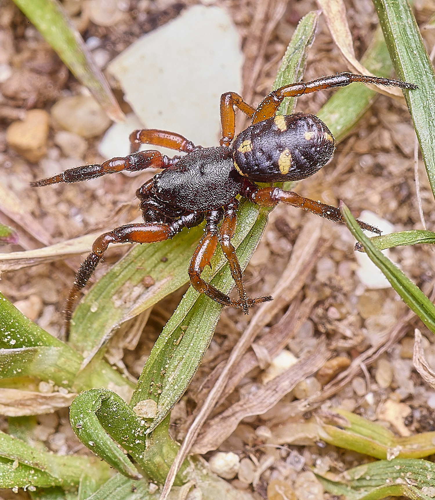 MiddleHarlingSpider110625-2