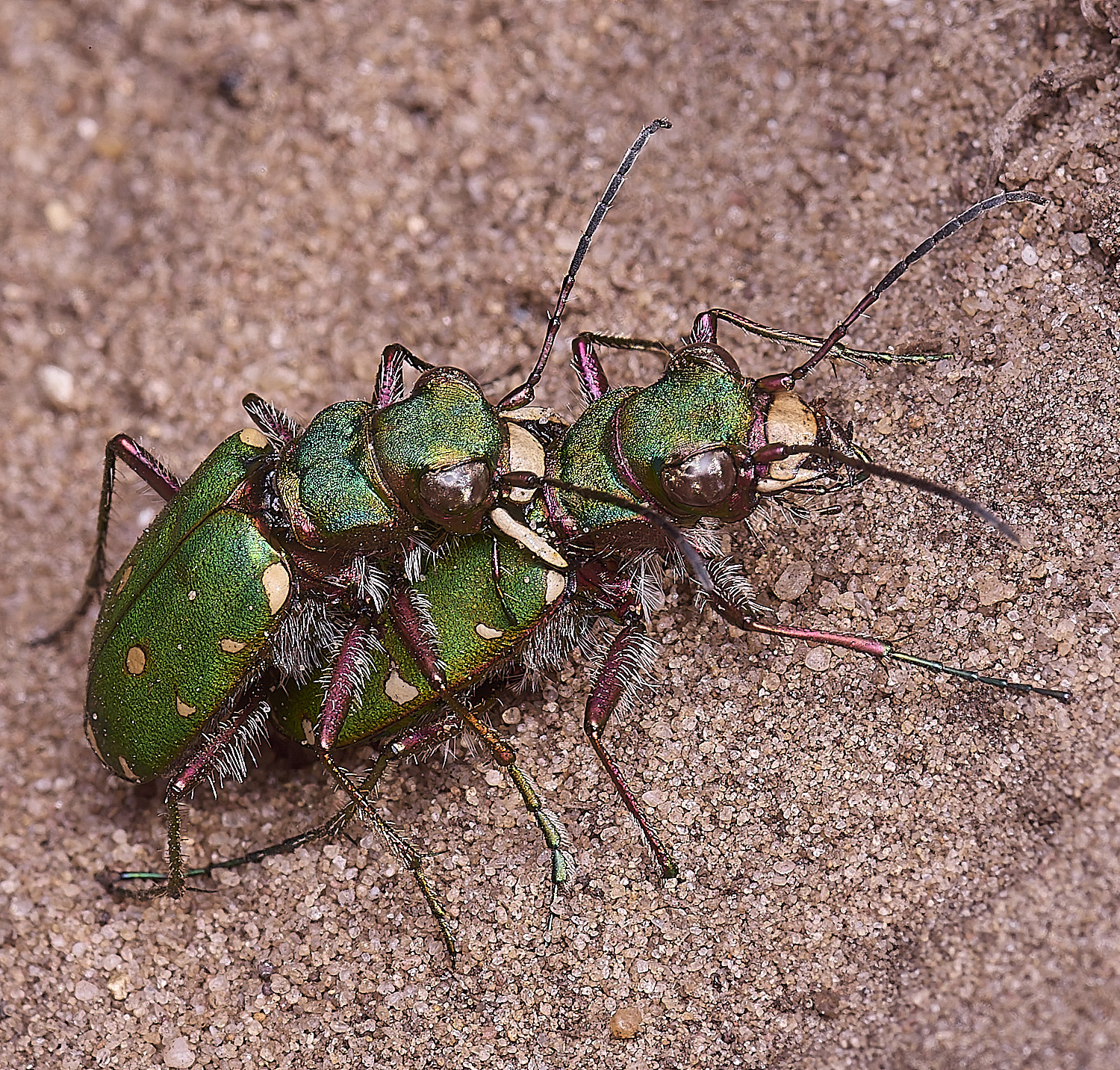 MiddleHarlingTigerBeetle110625-4