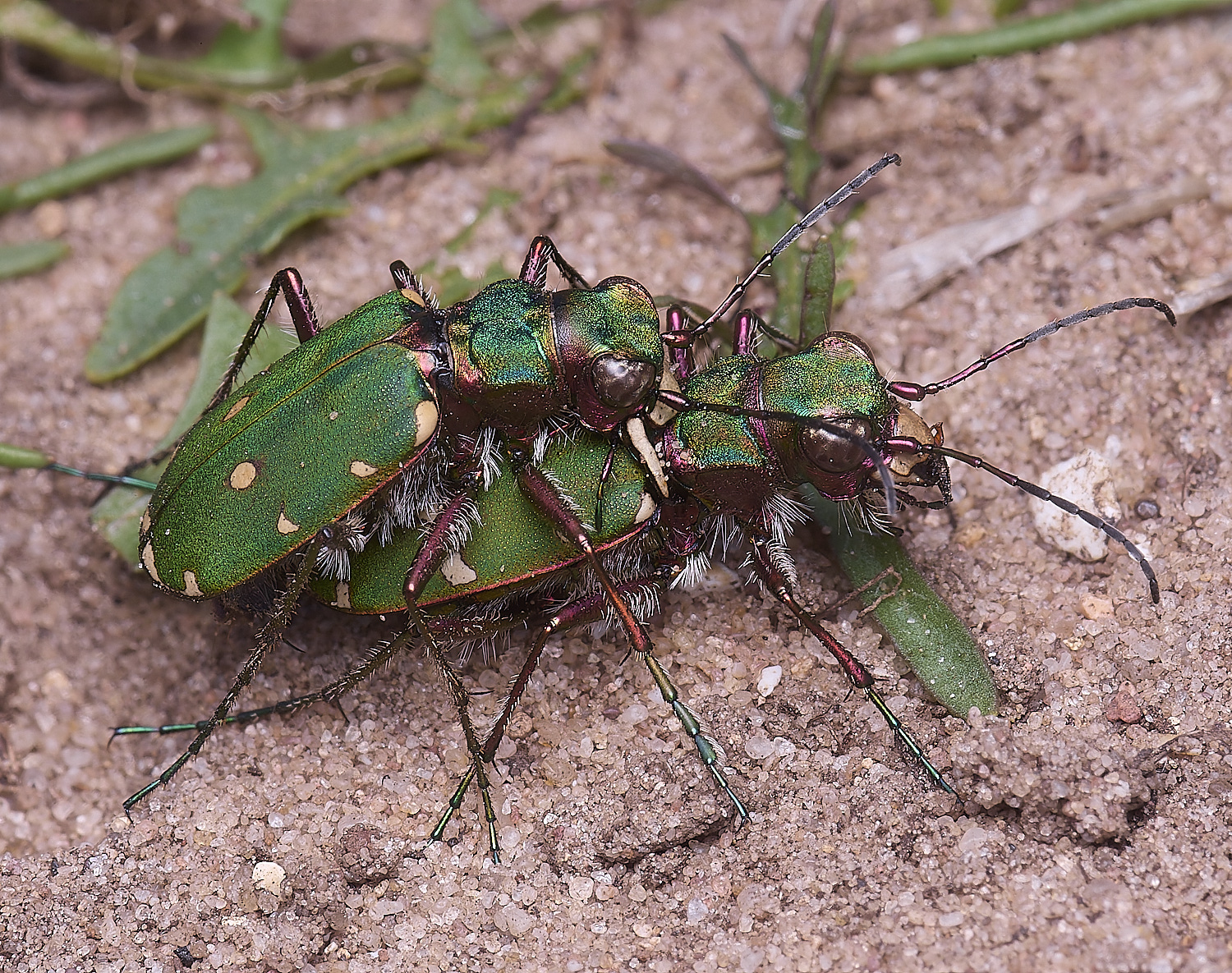MiddleHarlingTigerBeetle110625-5