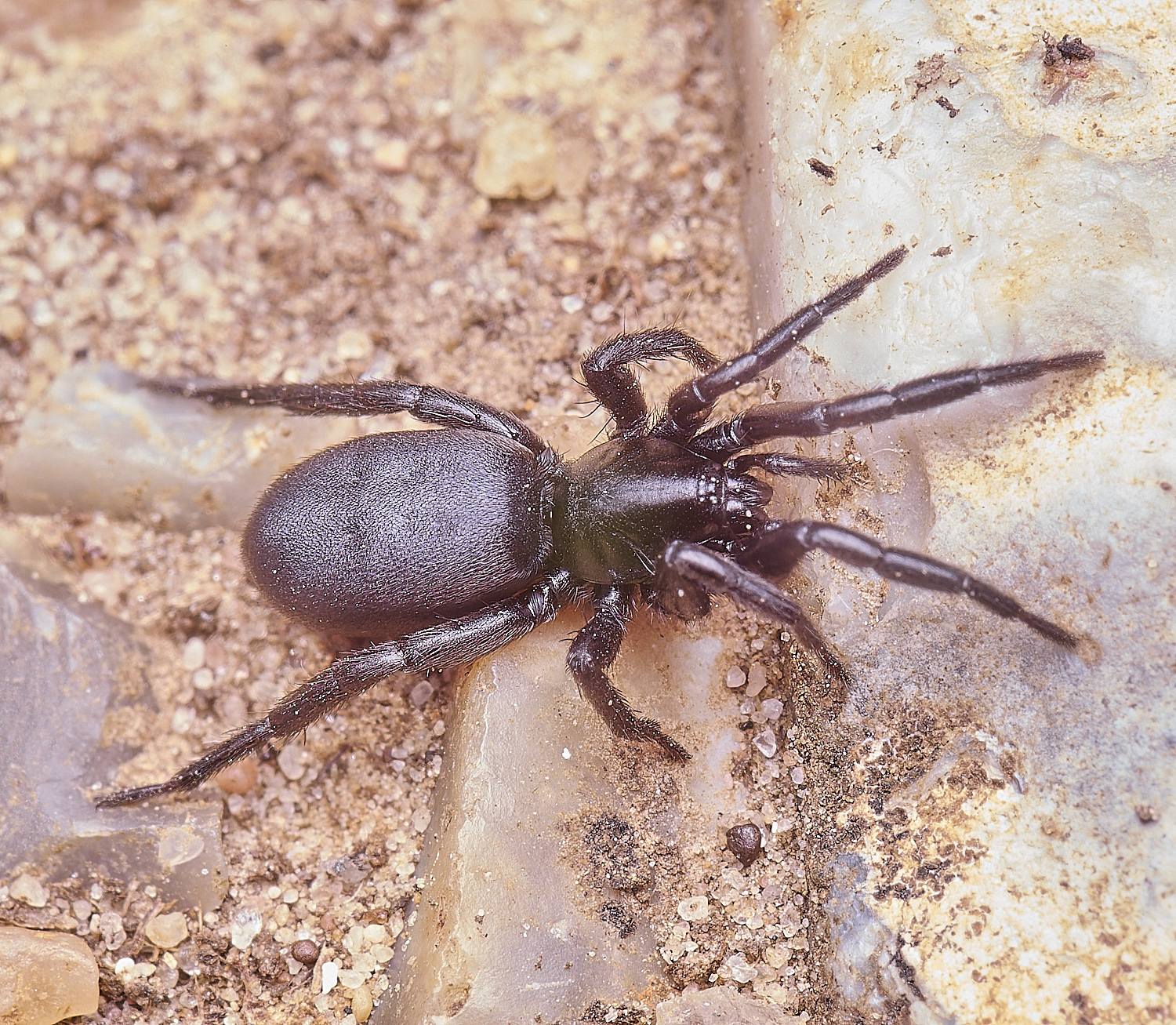 MiddleHarlingWolfSpider110625-1