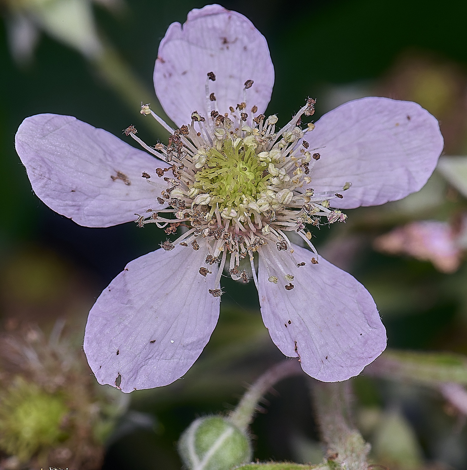 NorfolkB1FlowerFrontView170625-1