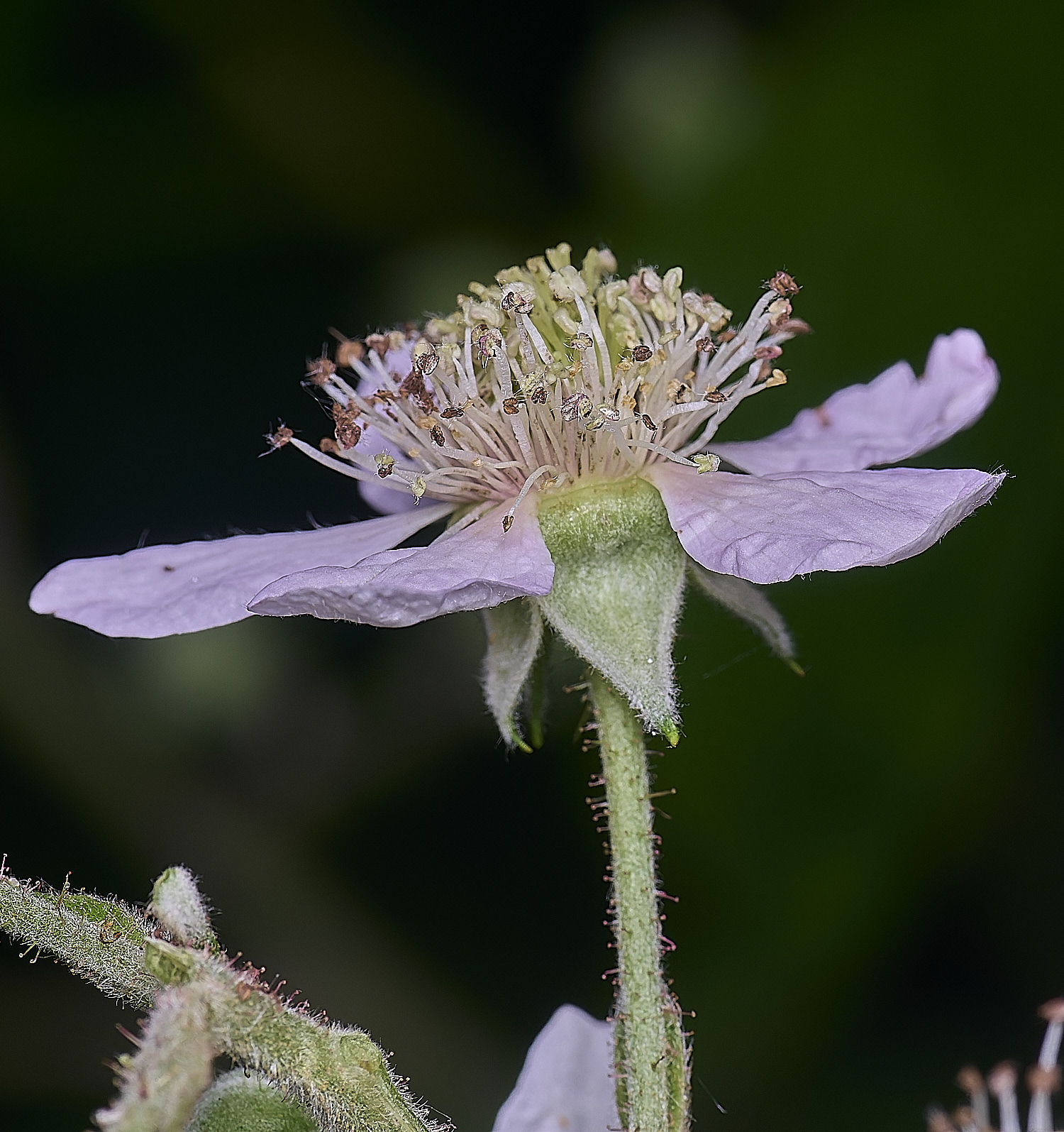 NorfolkB1FlowerSideView170625-1